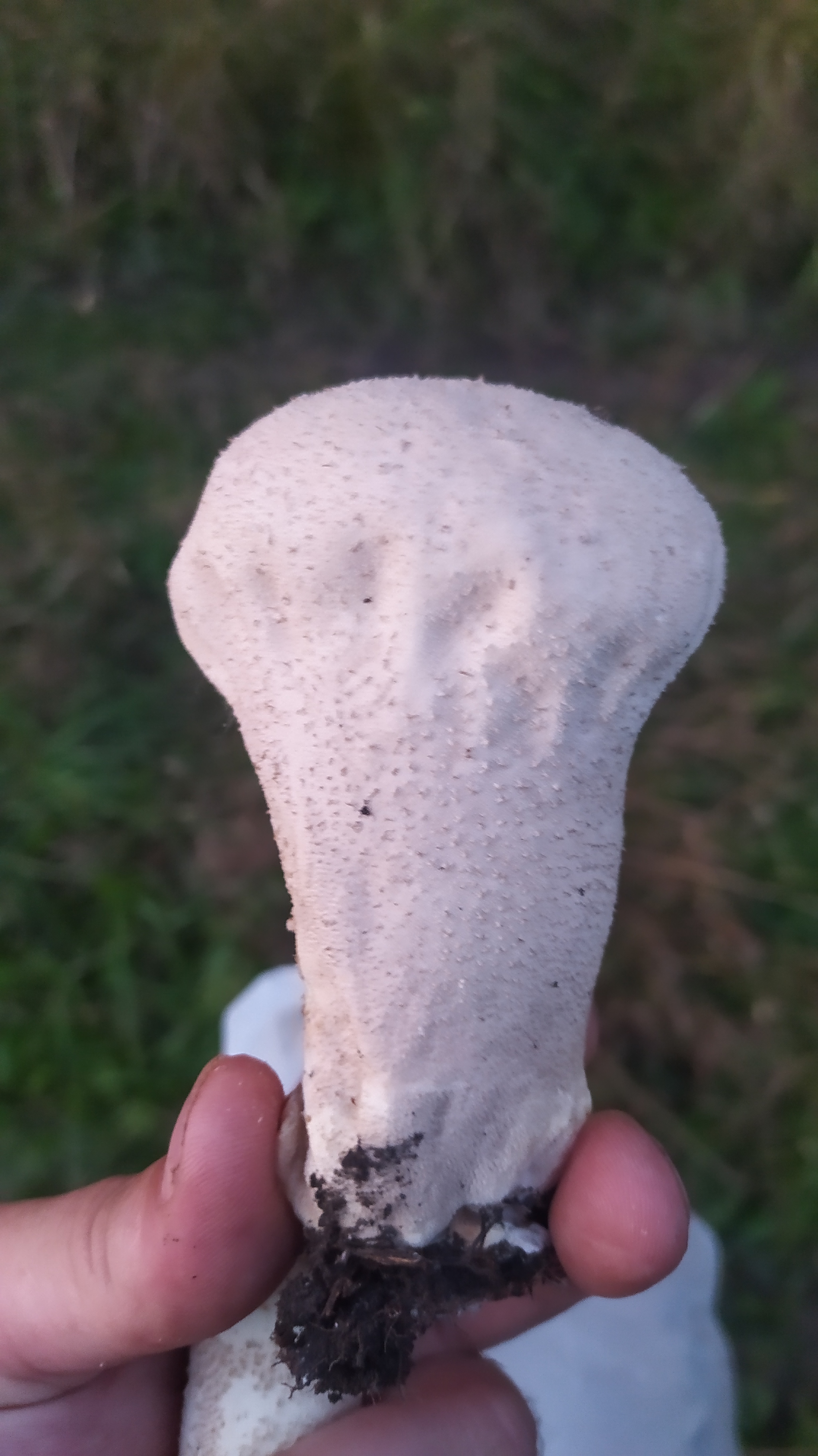 Tell me what kind of mushroom - My, Mushrooms, Summer, Longpost, Raincoat