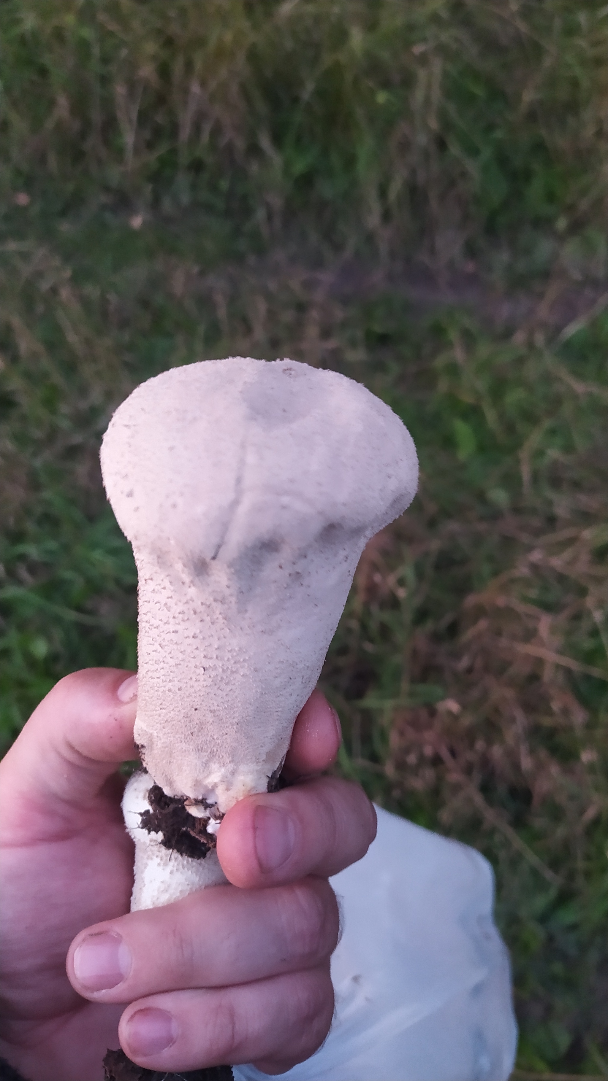 Tell me what kind of mushroom - My, Mushrooms, Summer, Longpost, Raincoat