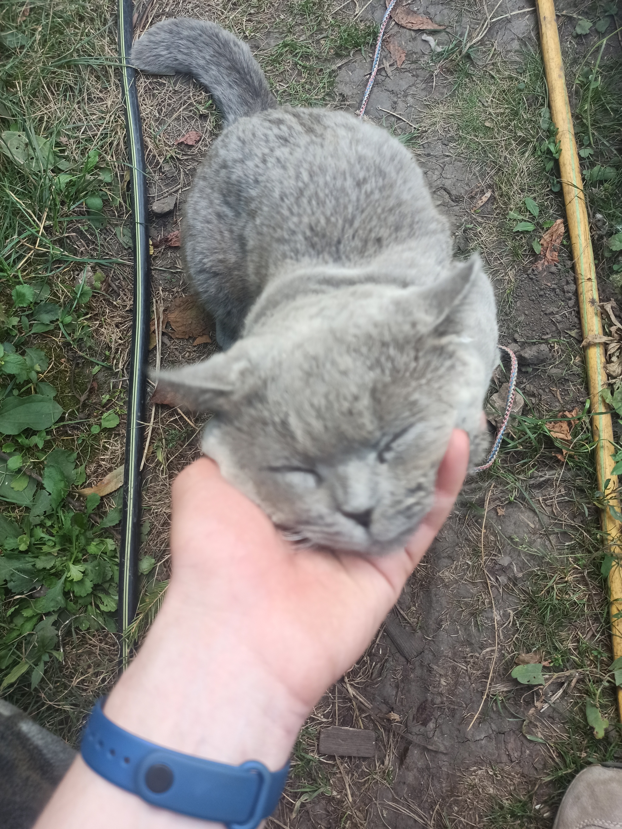 Поделюсь и я фотками своего кота - Кот, Морда, Длиннопост