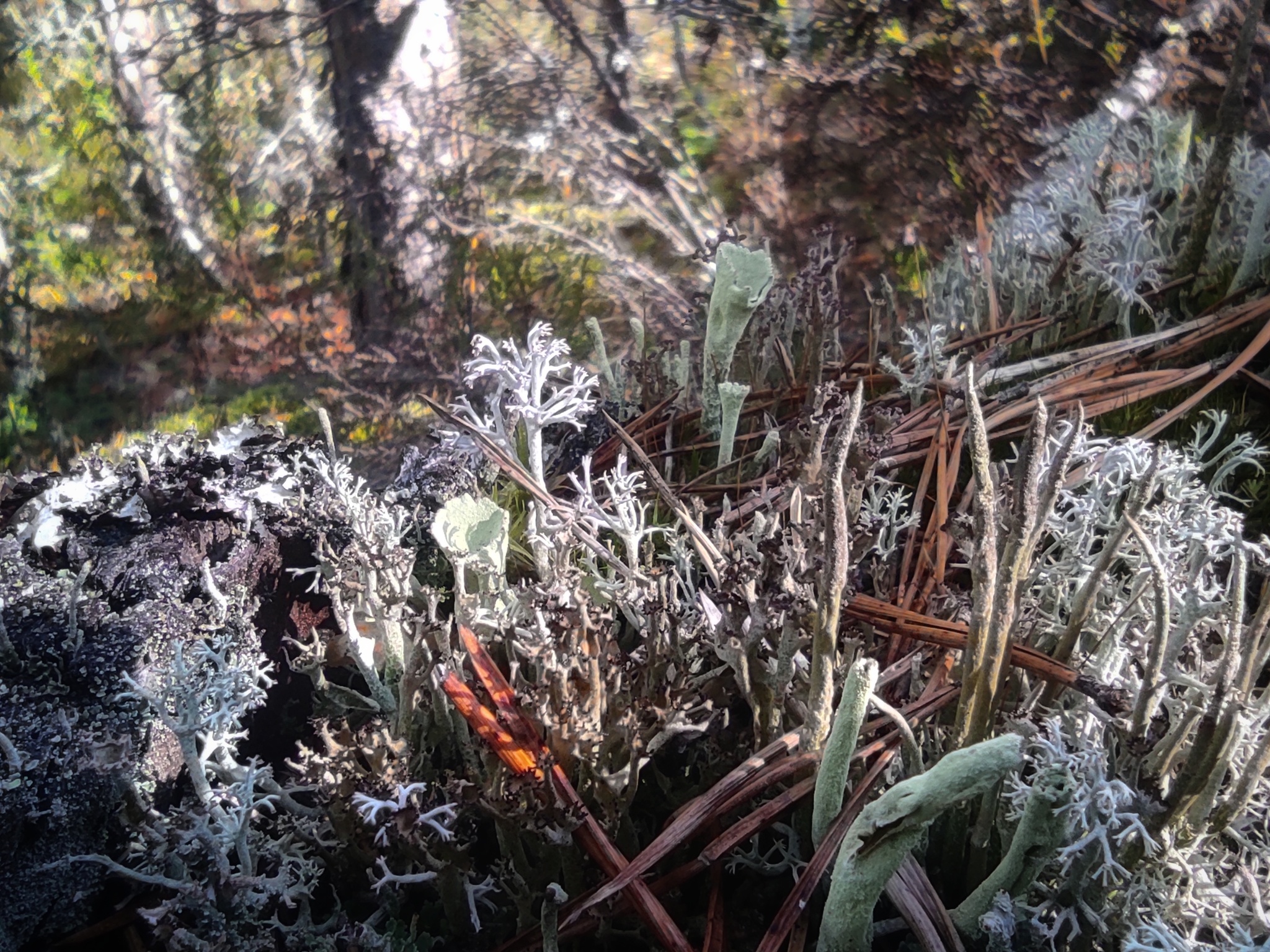 white fantasy - My, Mobile photography, Moss, Cladonia shapeless, Nature, Forest, Longpost