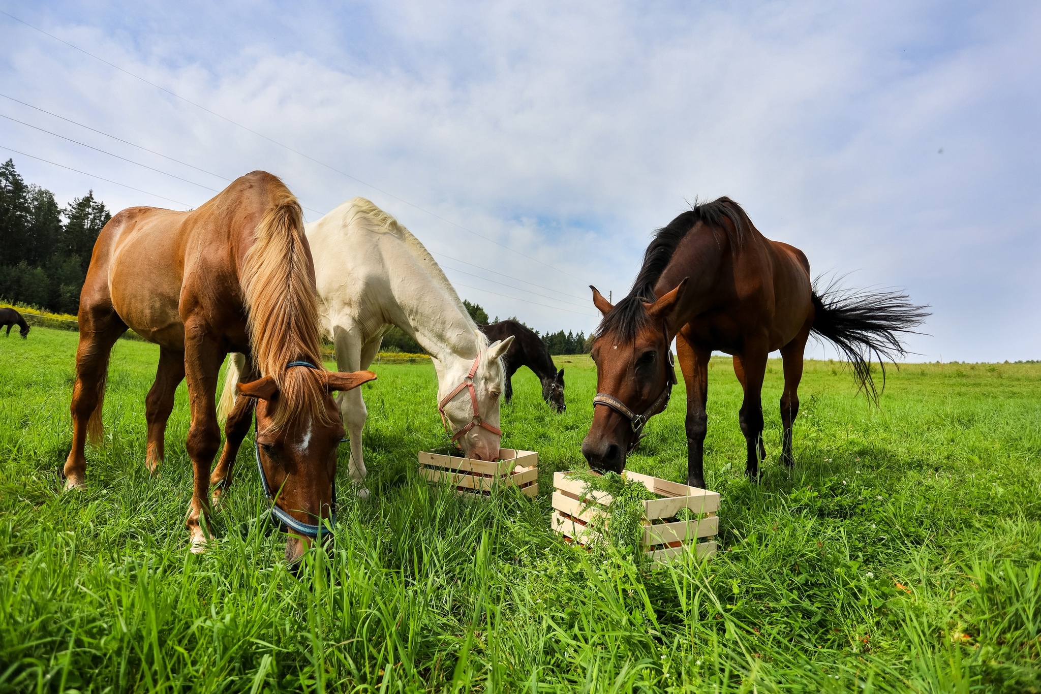 The mobile operator grew vegetables on the roof and fed them to the horses - Republic of Belarus, No rating, Horses, Mercy, Longpost