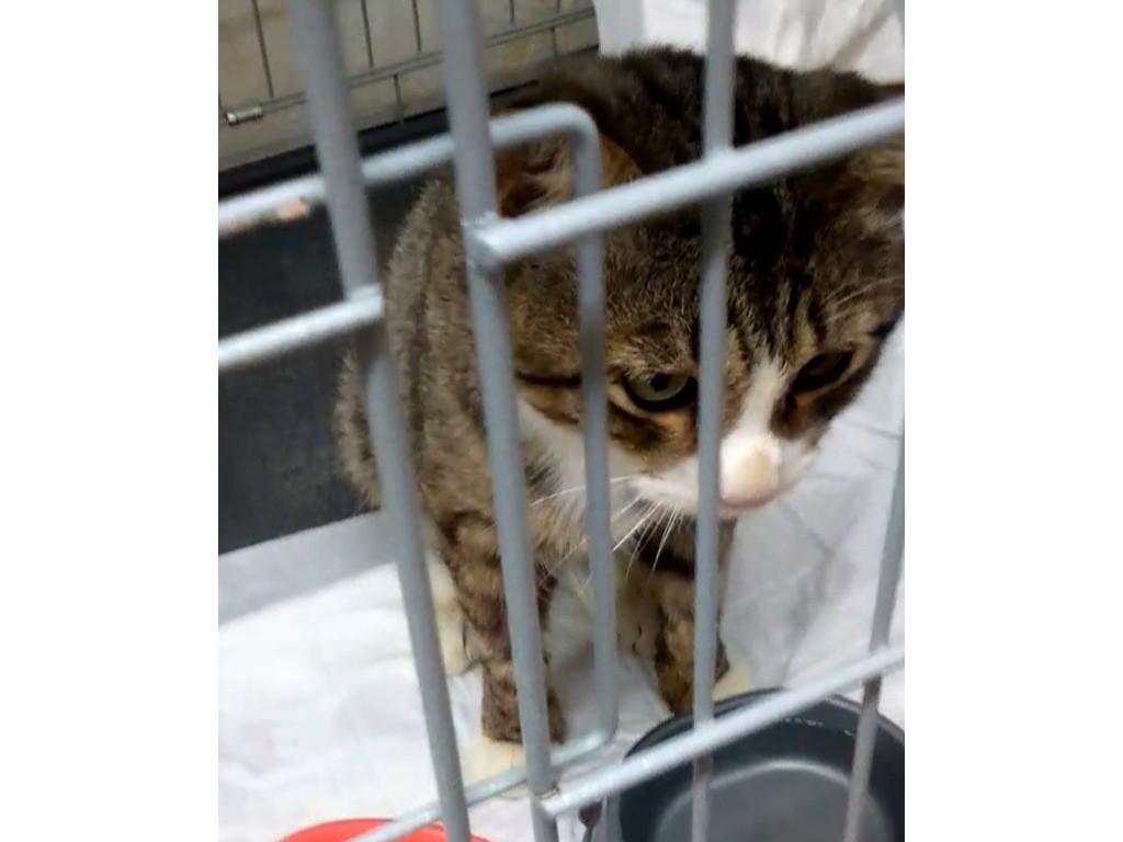 найден кот муромский район. пропал белый кот. найден домашний кот. белые коты глухие. найден домашний кот.