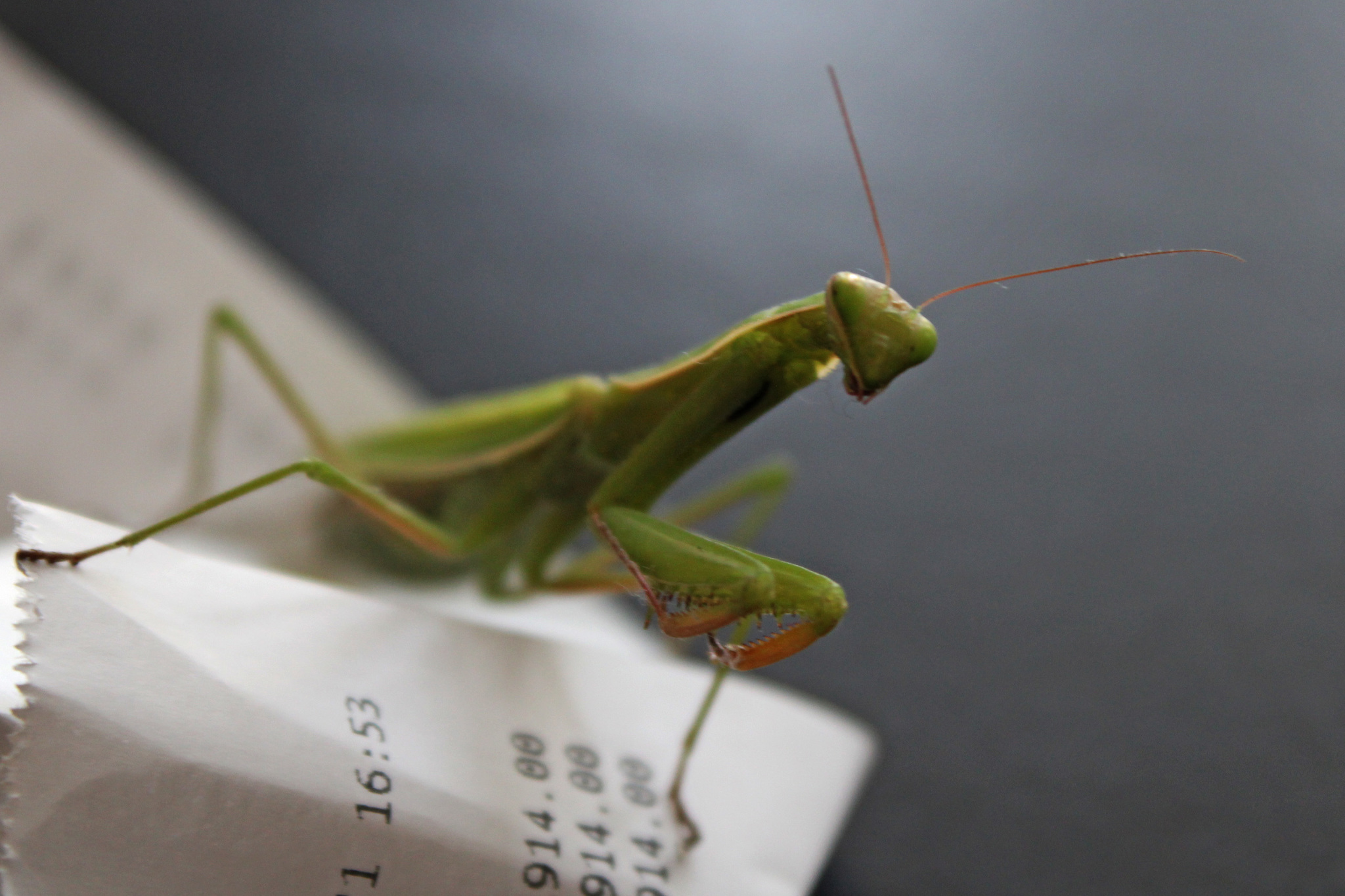 Mantis - My, Mantis, The photo, Insects