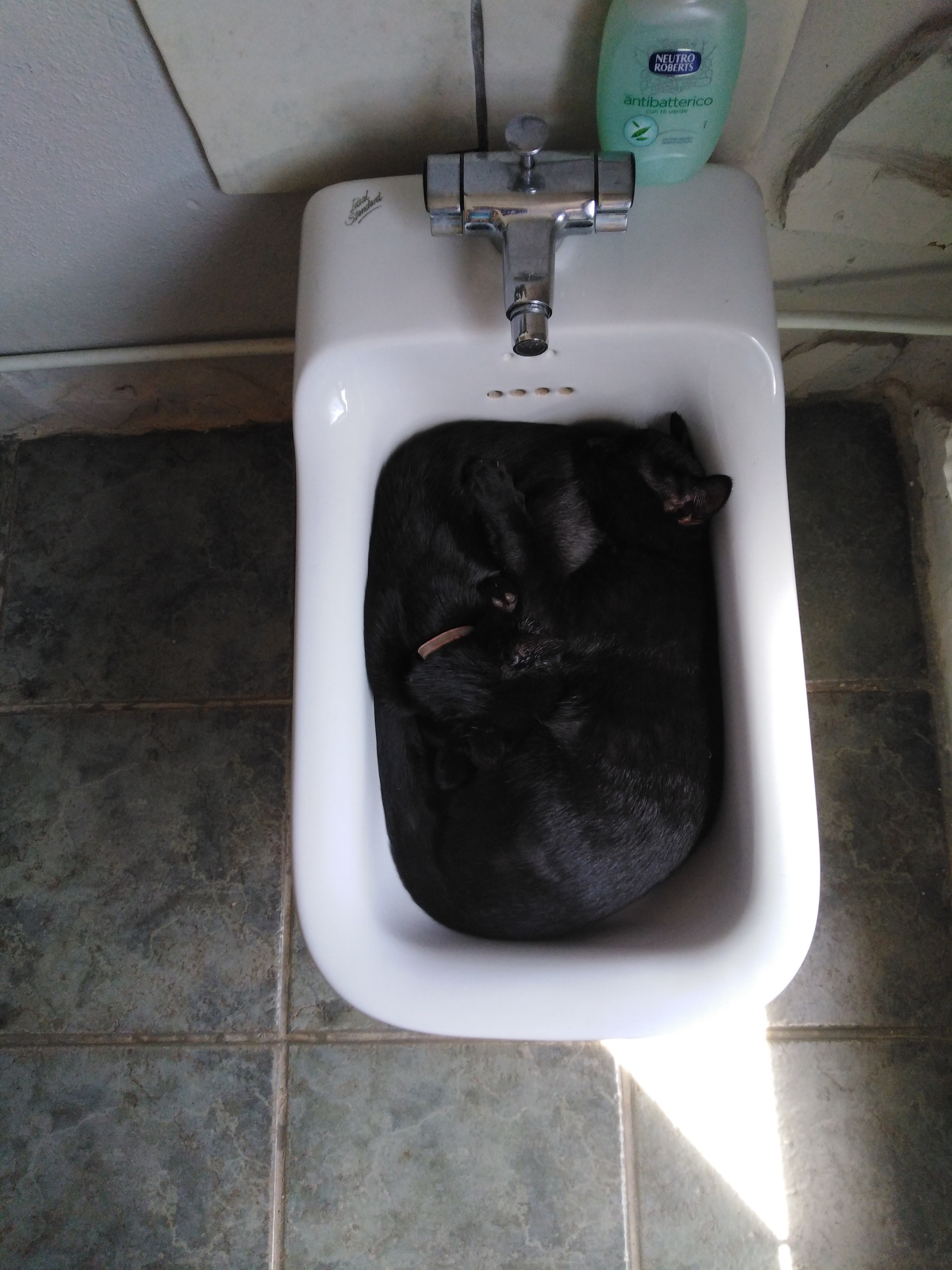 Blacks in a bidet - My, Black cat, cat, Bidet