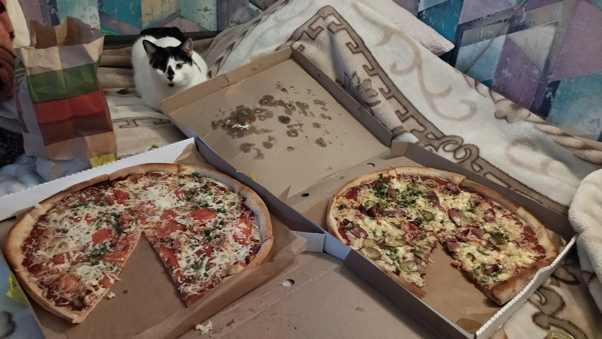 Pizza and cat - My, cat, Food