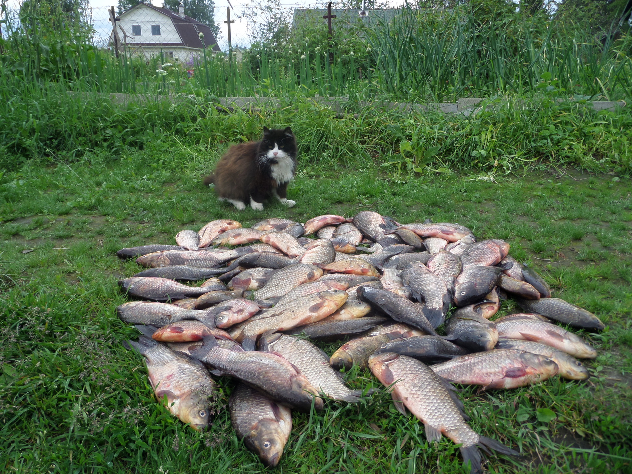 Просто показываю - Моё, Кот, Рыба, Рыбалка, Карась, Окунь