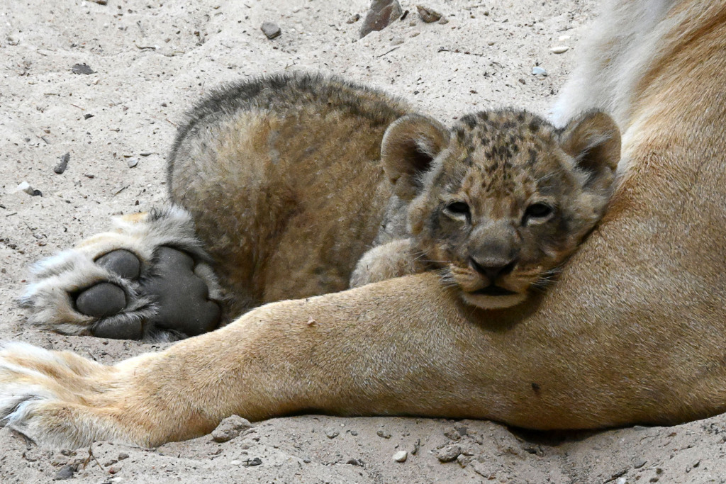 Lion cubs from the Riga Zoo are two months old - a lion, Lioness, Lion cubs, Big cats, Cat family, Wild animals, Predatory animals, Milota, , Interesting, Zoo, Riga, Latvia, Video, Longpost