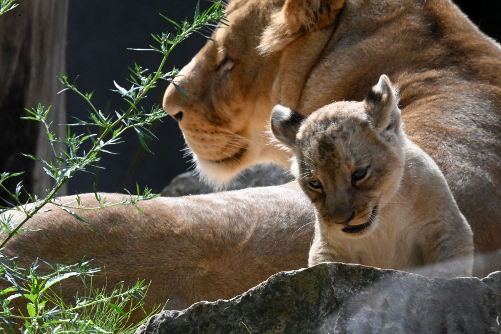 Lion cubs from the Riga Zoo are two months old - a lion, Lioness, Lion cubs, Big cats, Cat family, Wild animals, Predatory animals, Milota, , Interesting, Zoo, Riga, Latvia, Video, Longpost