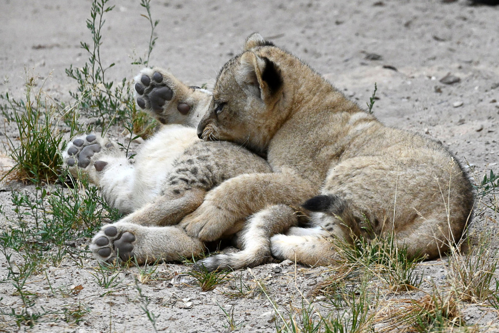 Lion cubs from the Riga Zoo are two months old - a lion, Lioness, Lion cubs, Big cats, Cat family, Wild animals, Predatory animals, Milota, , Interesting, Zoo, Riga, Latvia, Video, Longpost