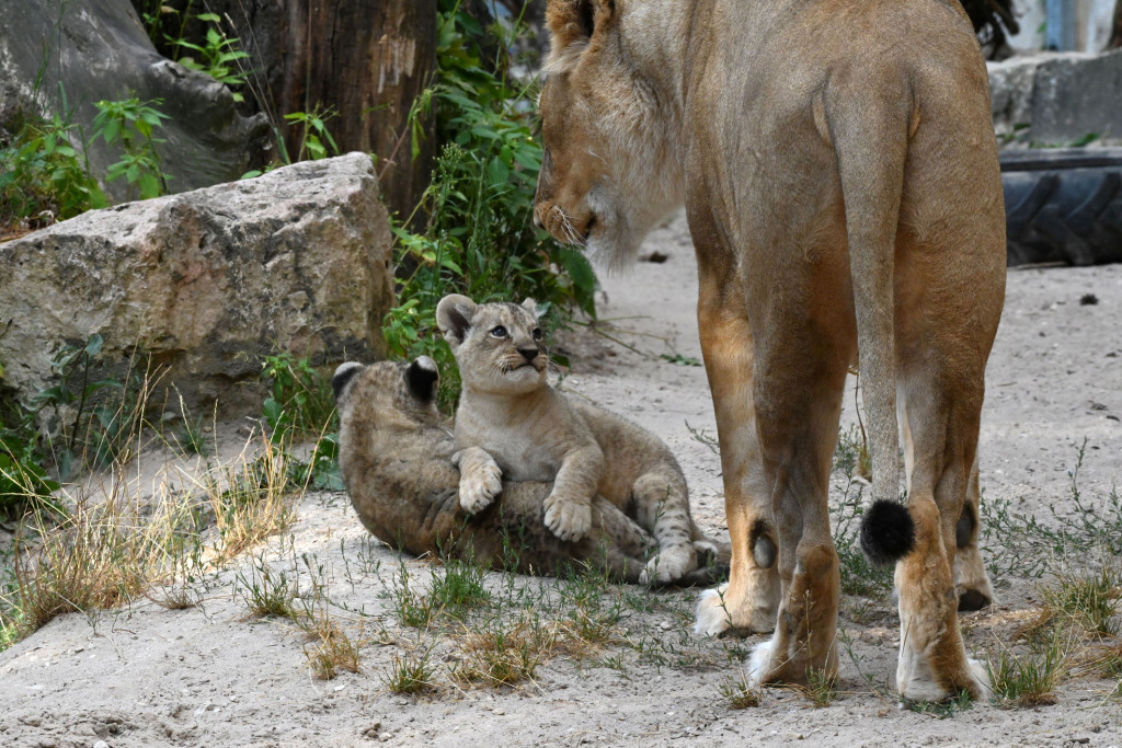 Lion cubs from the Riga Zoo are two months old - a lion, Lioness, Lion cubs, Big cats, Cat family, Wild animals, Predatory animals, Milota, , Interesting, Zoo, Riga, Latvia, Video, Longpost