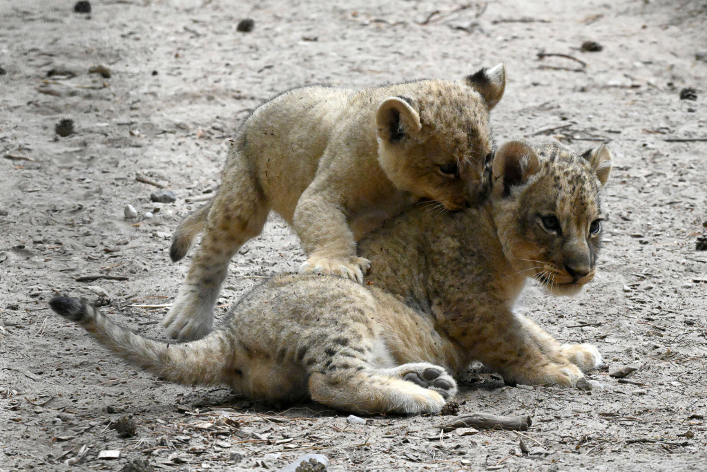 Lion cubs from the Riga Zoo are two months old - a lion, Lioness, Lion cubs, Big cats, Cat family, Wild animals, Predatory animals, Milota, , Interesting, Zoo, Riga, Latvia, Video, Longpost