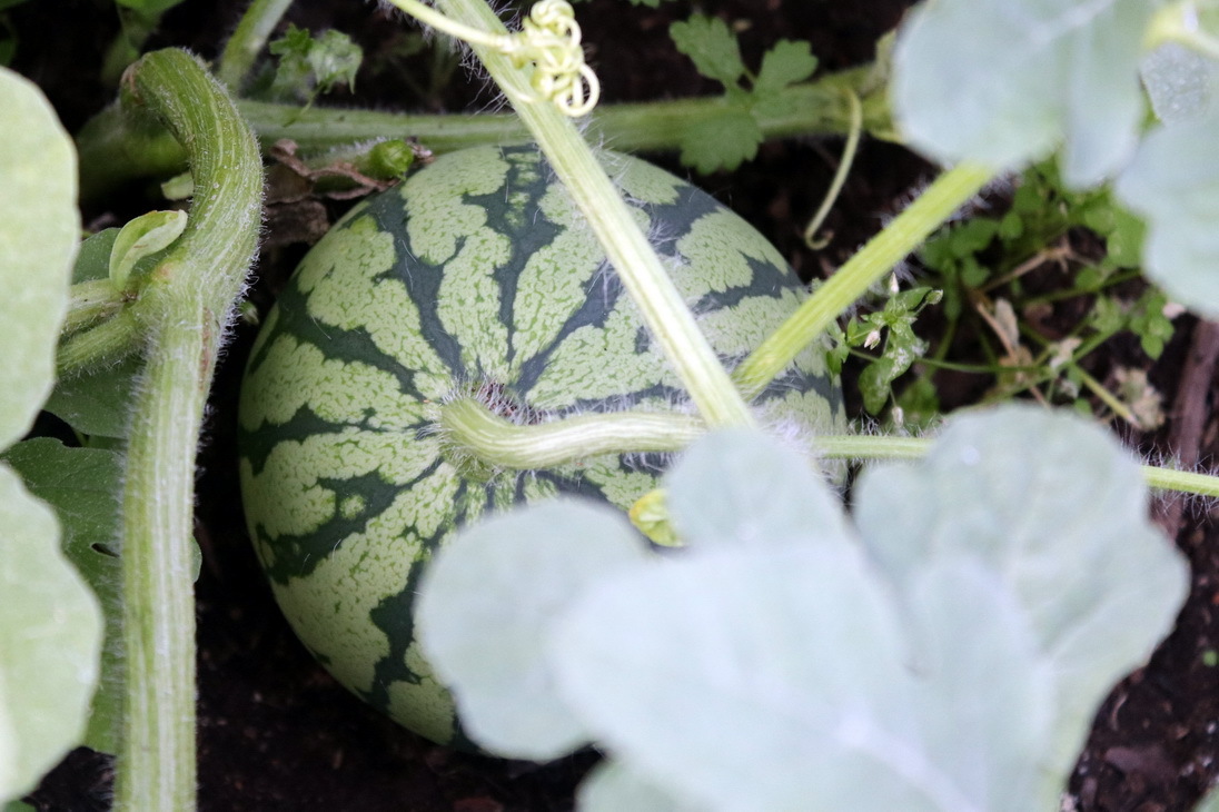 Long running joke - My, Garden, Garden, Watermelon, Greenhouse, Drawing, Longpost