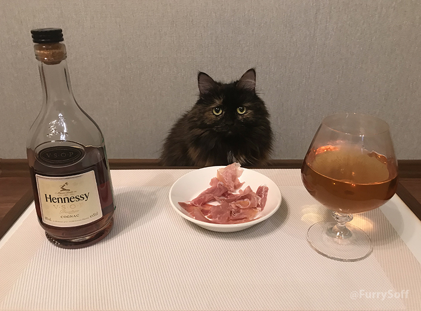 The owners are in the country, cats, I'm waiting, leave! - My, cat, Milota, Humor, Alcohol, Cognac, Tricolor cat