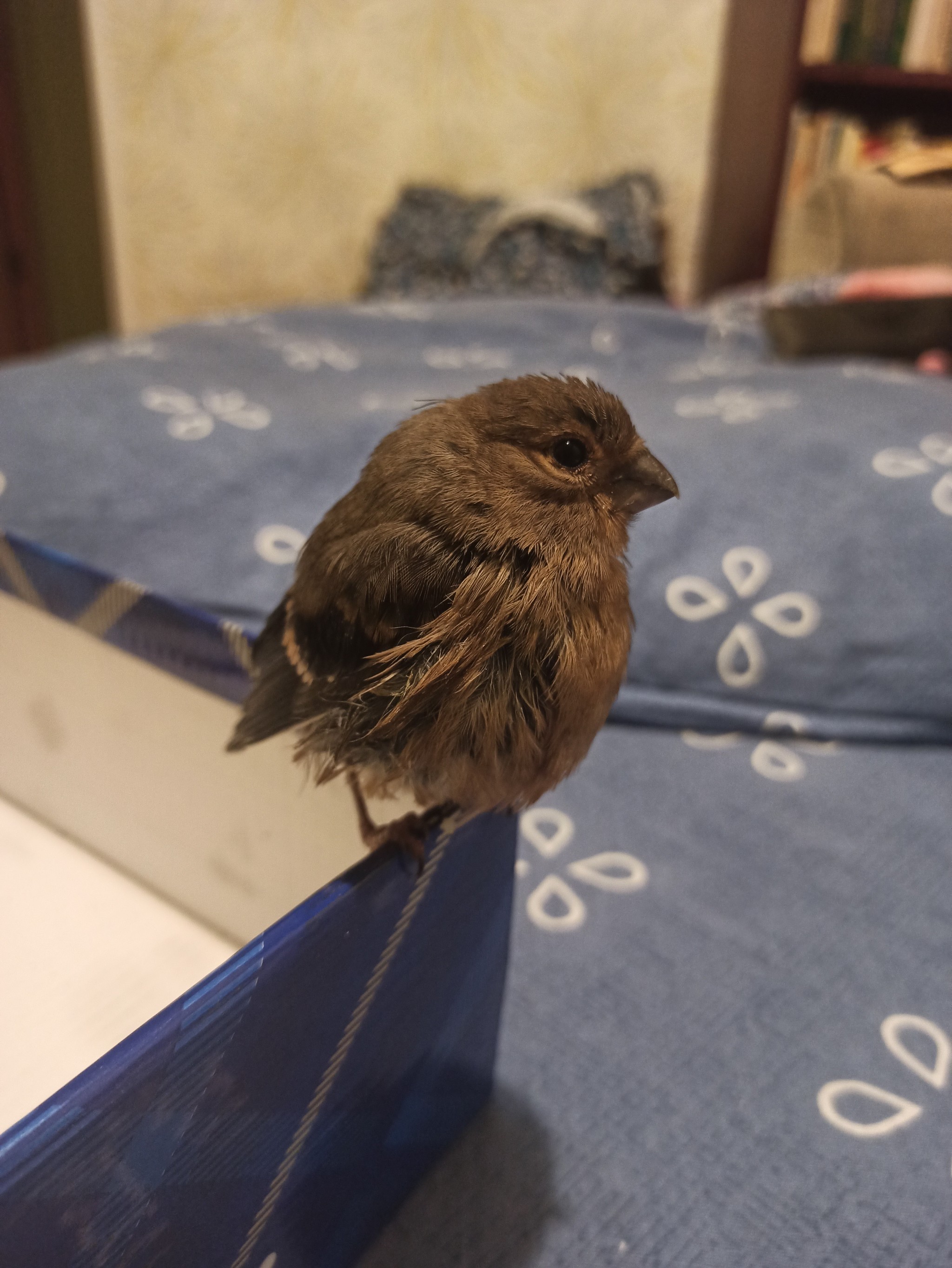 Help identify the bird - Ornithology, No rating, Chick, Longpost