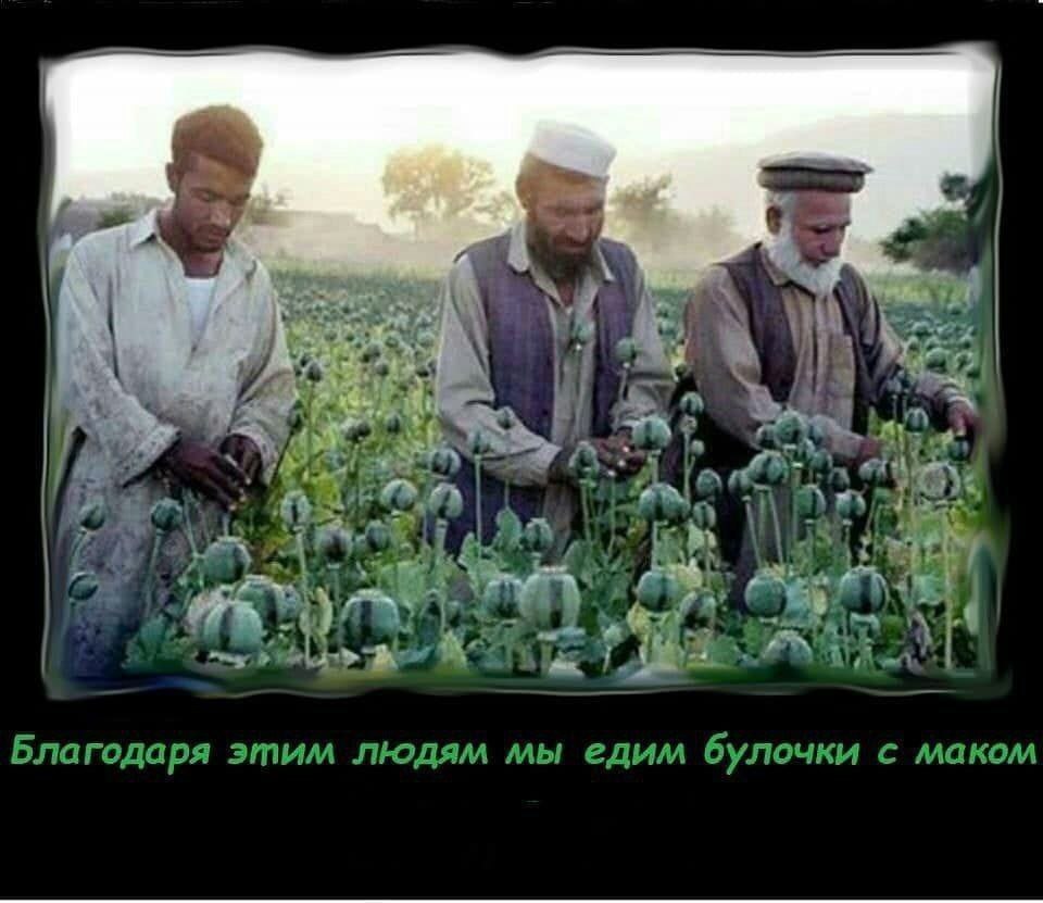 From the network - Humor, Afghanistan, Picture with text, Poppy, Drugs