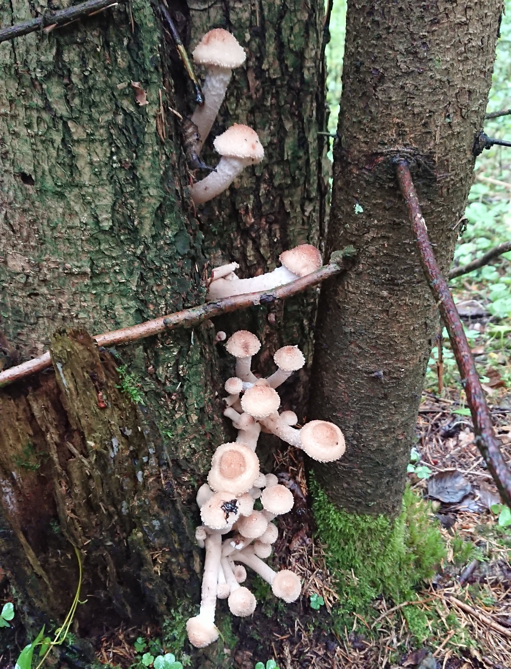 Honey mushrooms went) - My, Mushrooms, Honey mushrooms, Porcini, Borovik, Longpost