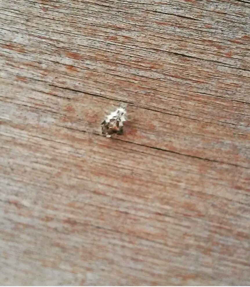 Help identify the insect - My, Insects, Help me find, Who is this?, Longpost