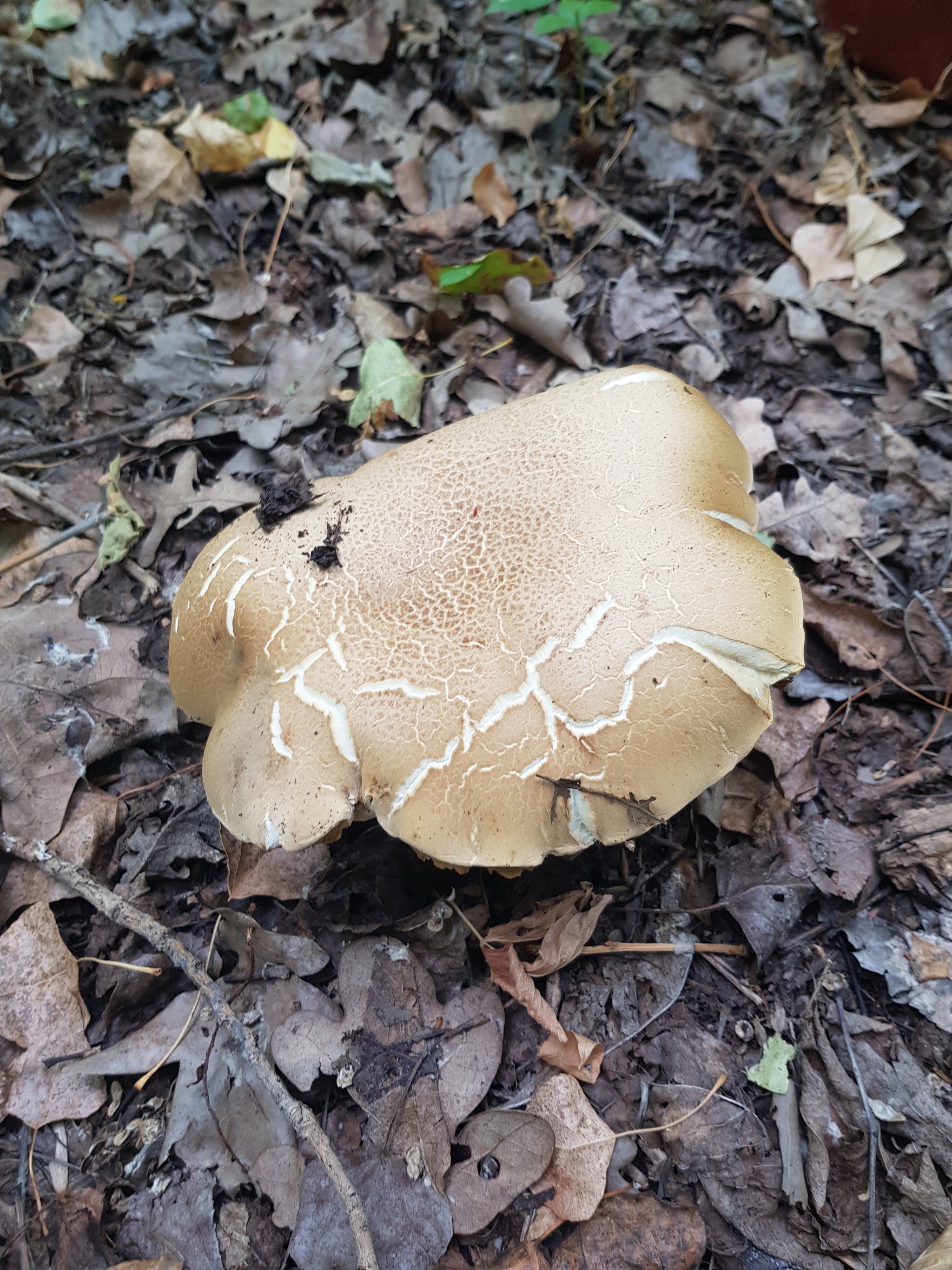 Help identify mushrooms - No rating, Mushrooms, Longpost