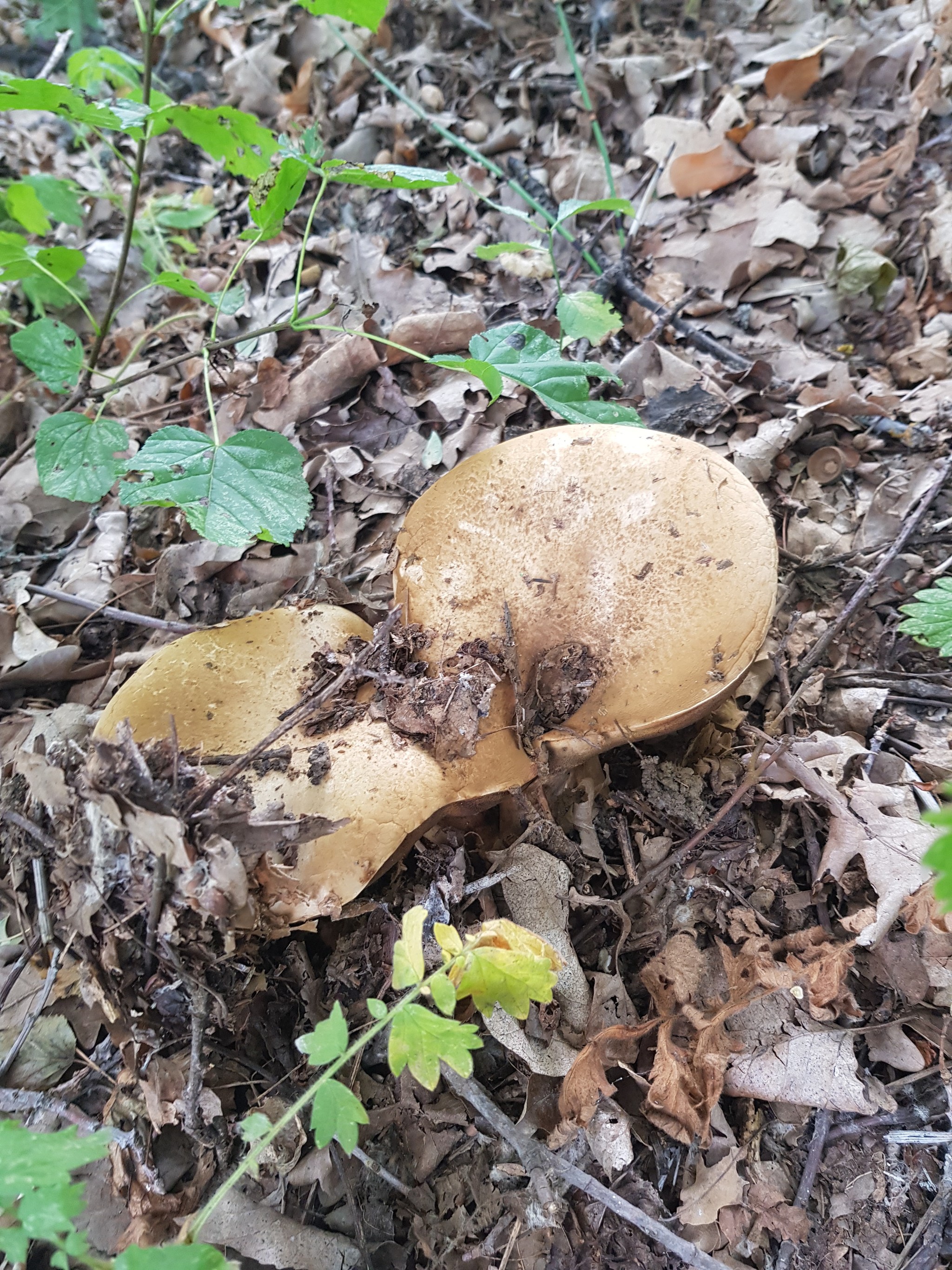 Help identify mushrooms - No rating, Mushrooms, Longpost