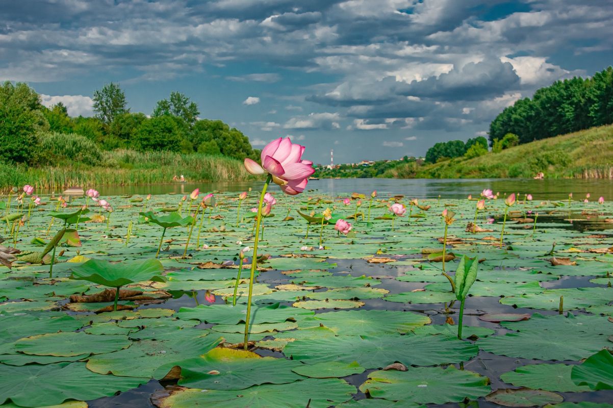 lotus pond - Pond, Lotus, beauty of nature, Nature