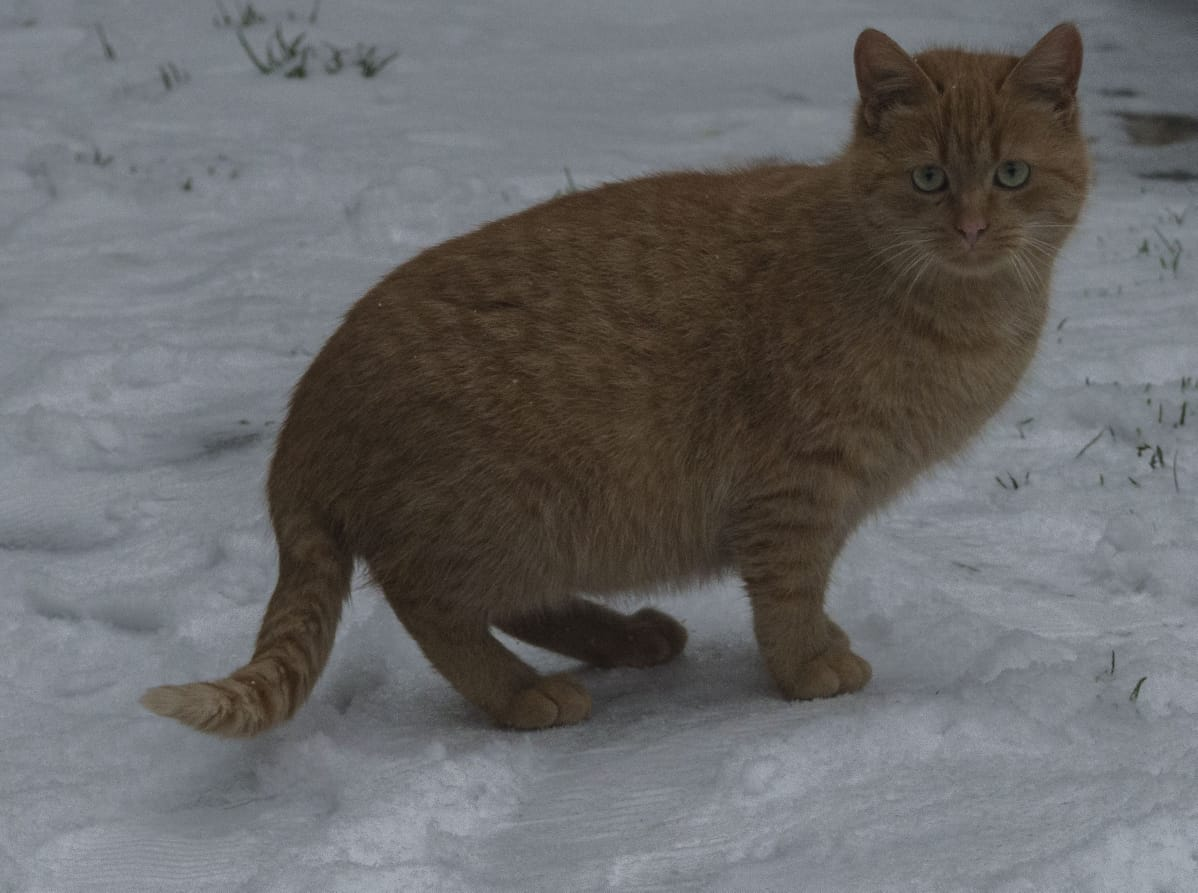 Рыжий котик дачник остается один с сентября. Люди, которые кормят его,  уезжают. Ищу ему дом. Санкт-Петербург и Ленинградская область | Пикабу