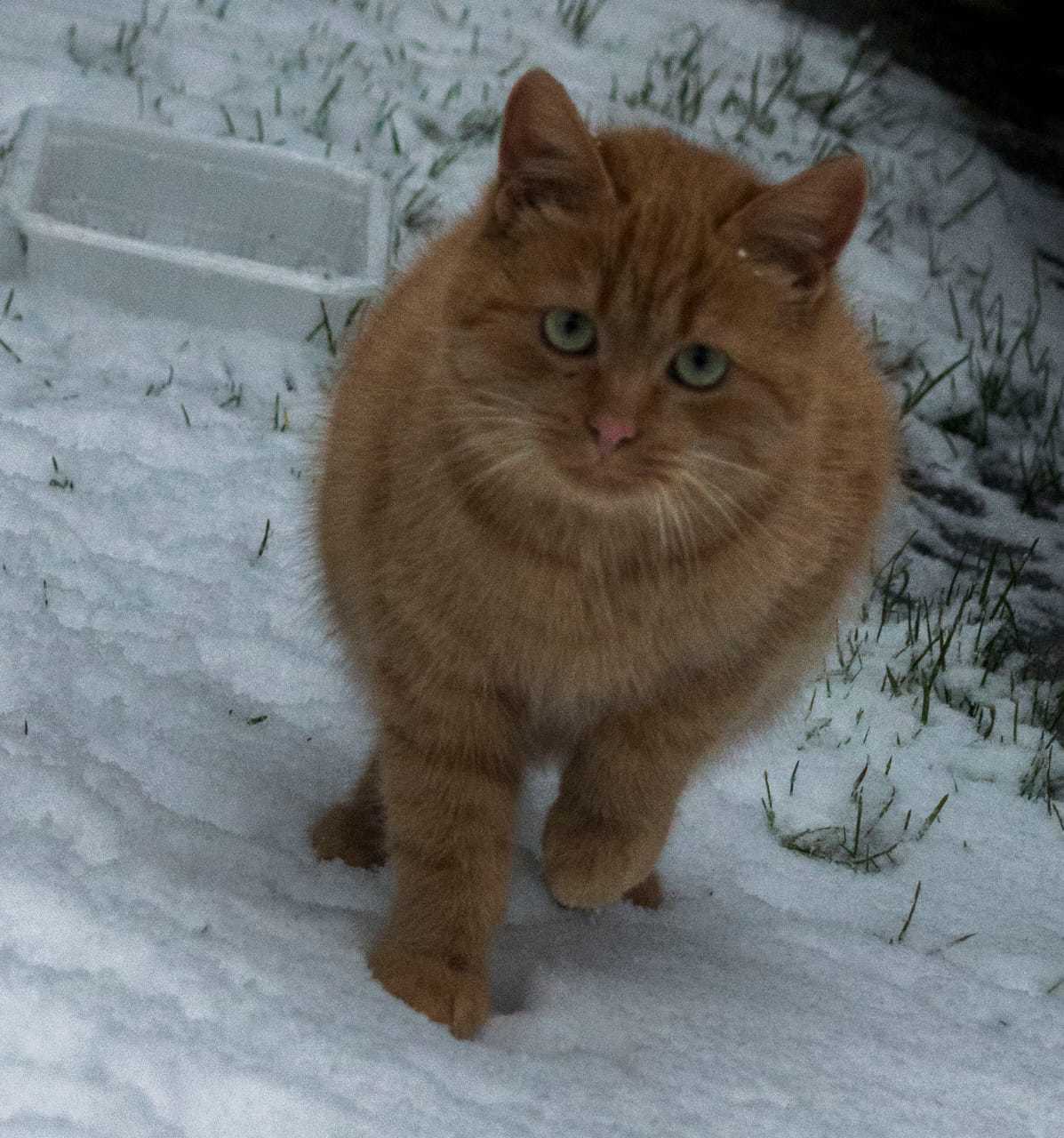 Рыжий котик дачник остается один с сентября. Люди, которые кормят его,  уезжают. Ищу ему дом. Санкт-Петербург и Ленинградская область | Пикабу