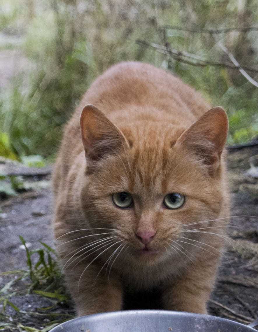 Рыжий котик дачник остается один с сентября. Люди, которые кормят его,  уезжают. Ищу ему дом. Санкт-Петербург и Ленинградская область | Пикабу