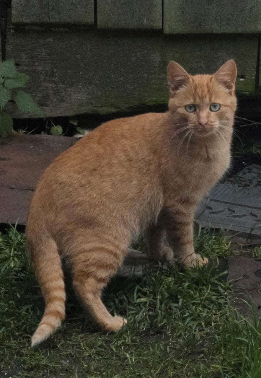 Рыжий котик дачник остается один с сентября. Люди, которые кормят его,  уезжают. Ищу ему дом. Санкт-Петербург и Ленинградская область | Пикабу