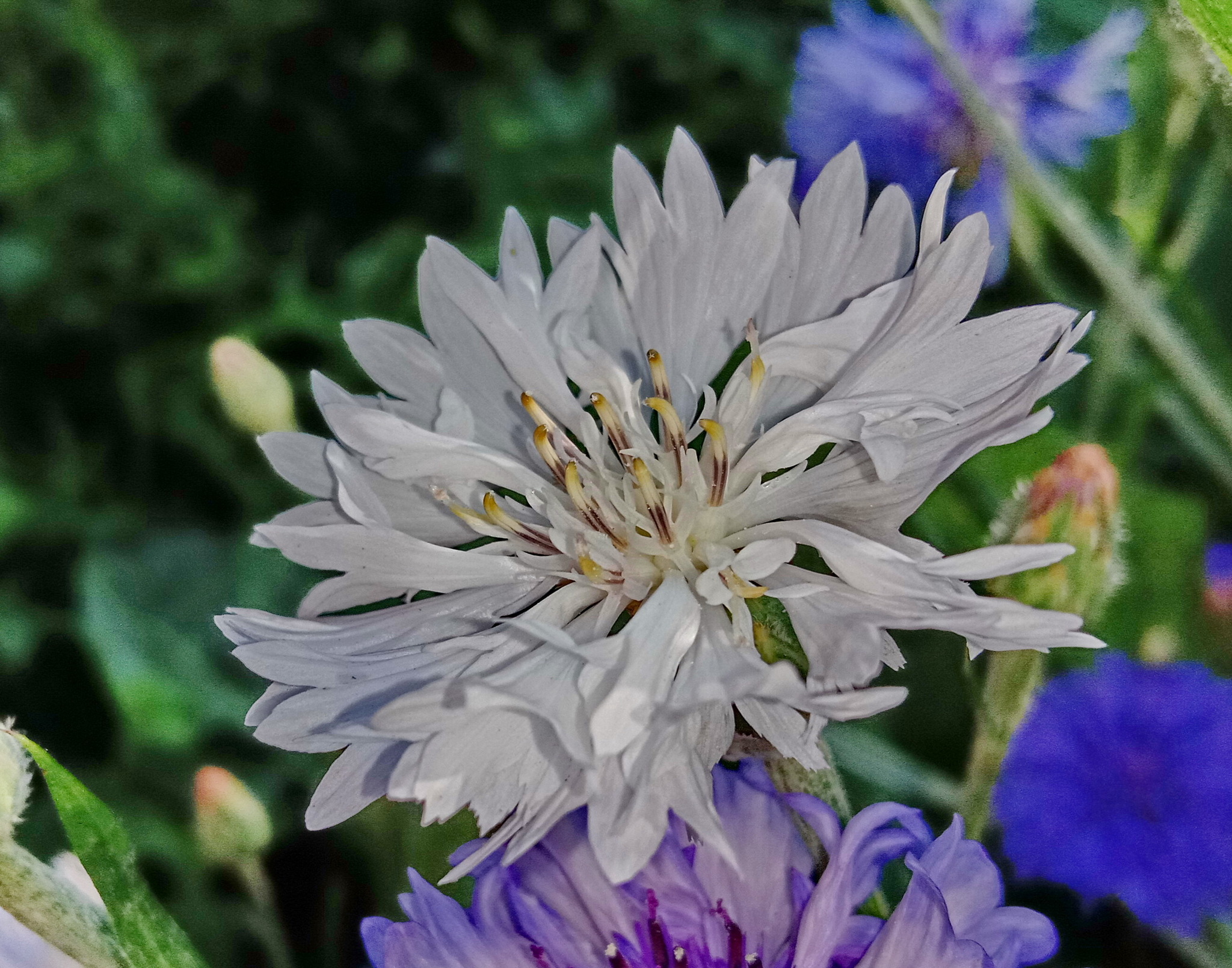 white cornflower - My, Cornflower, Flowers