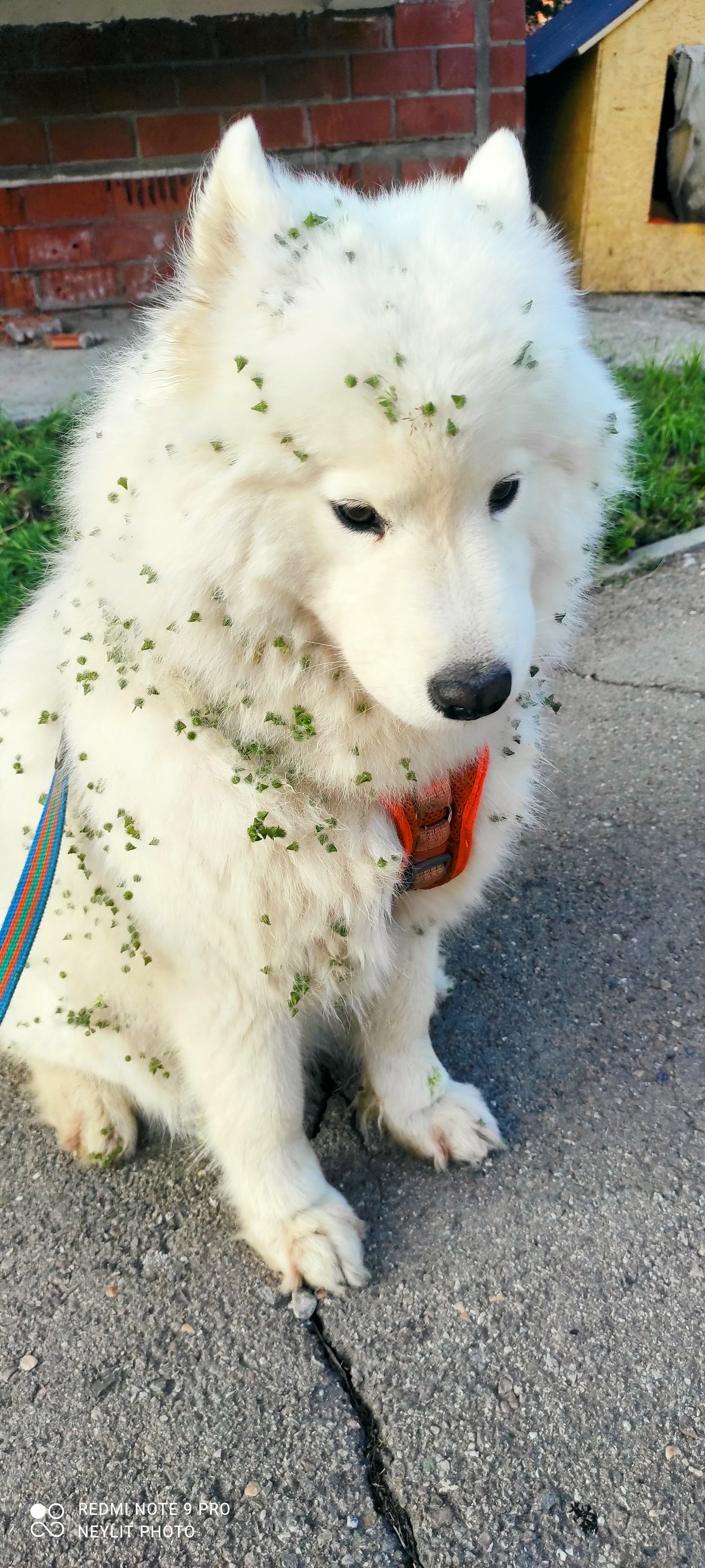 And so every year! - My, Dog, Samoyed, Weeds, Wool, Longpost