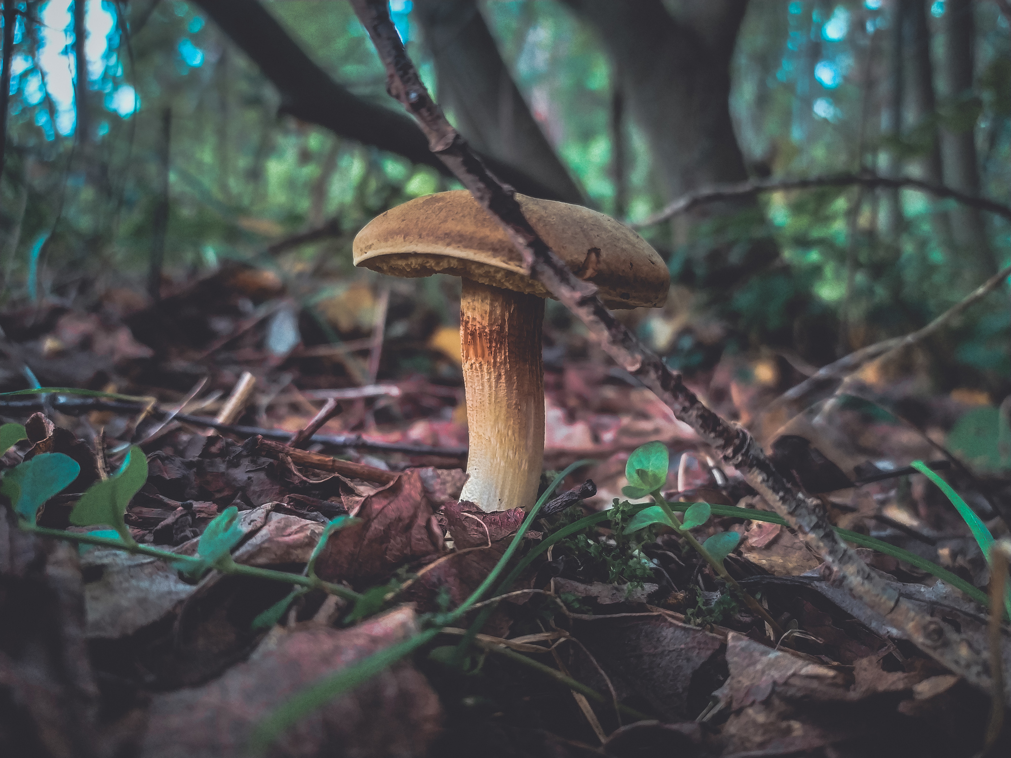 catch - Mushrooms, Moscow region, Mobile photography, Longpost