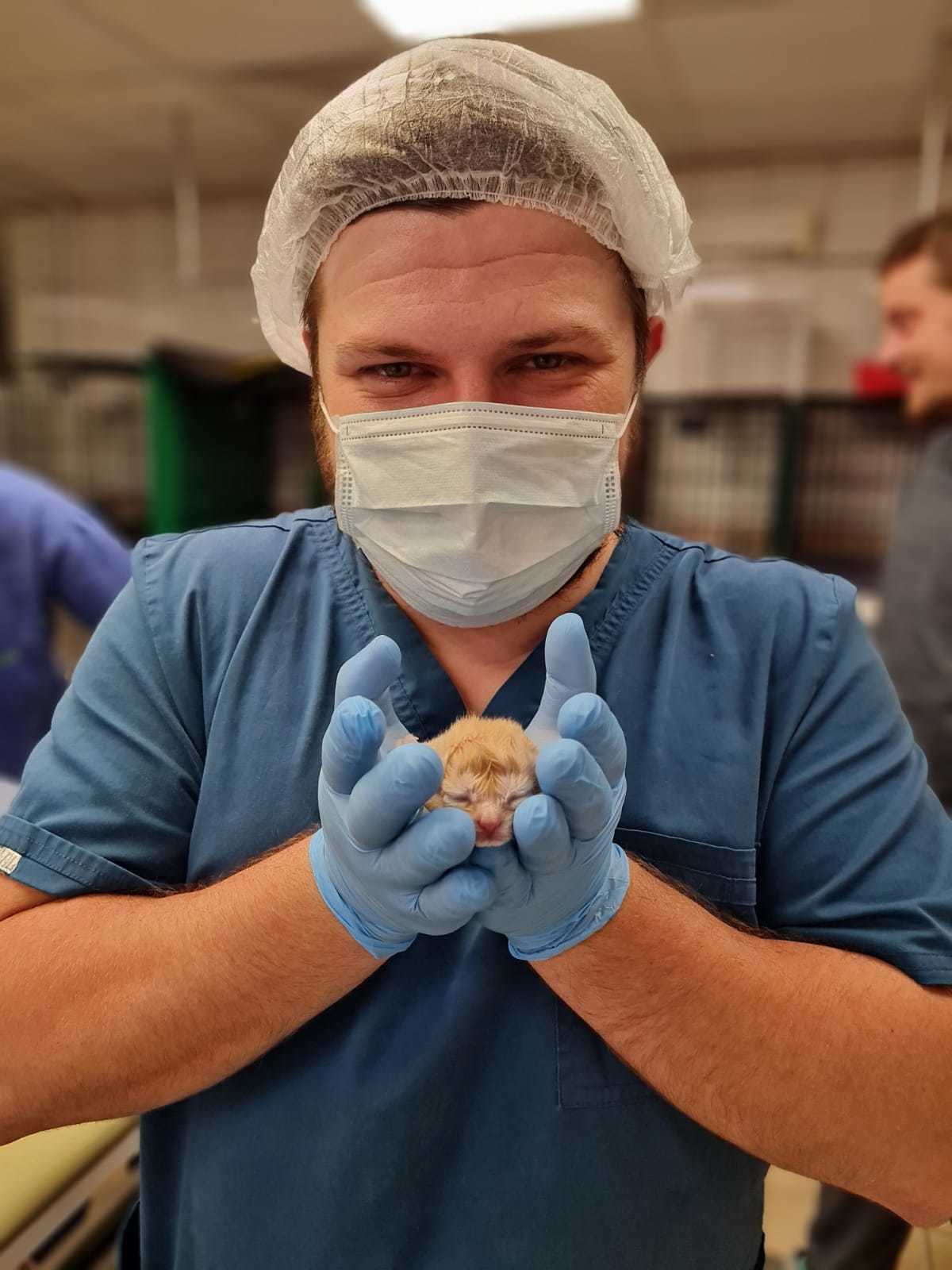 Working moments - My, Vet, Veterinary, cat, Kittens, Anesthesia, C-section