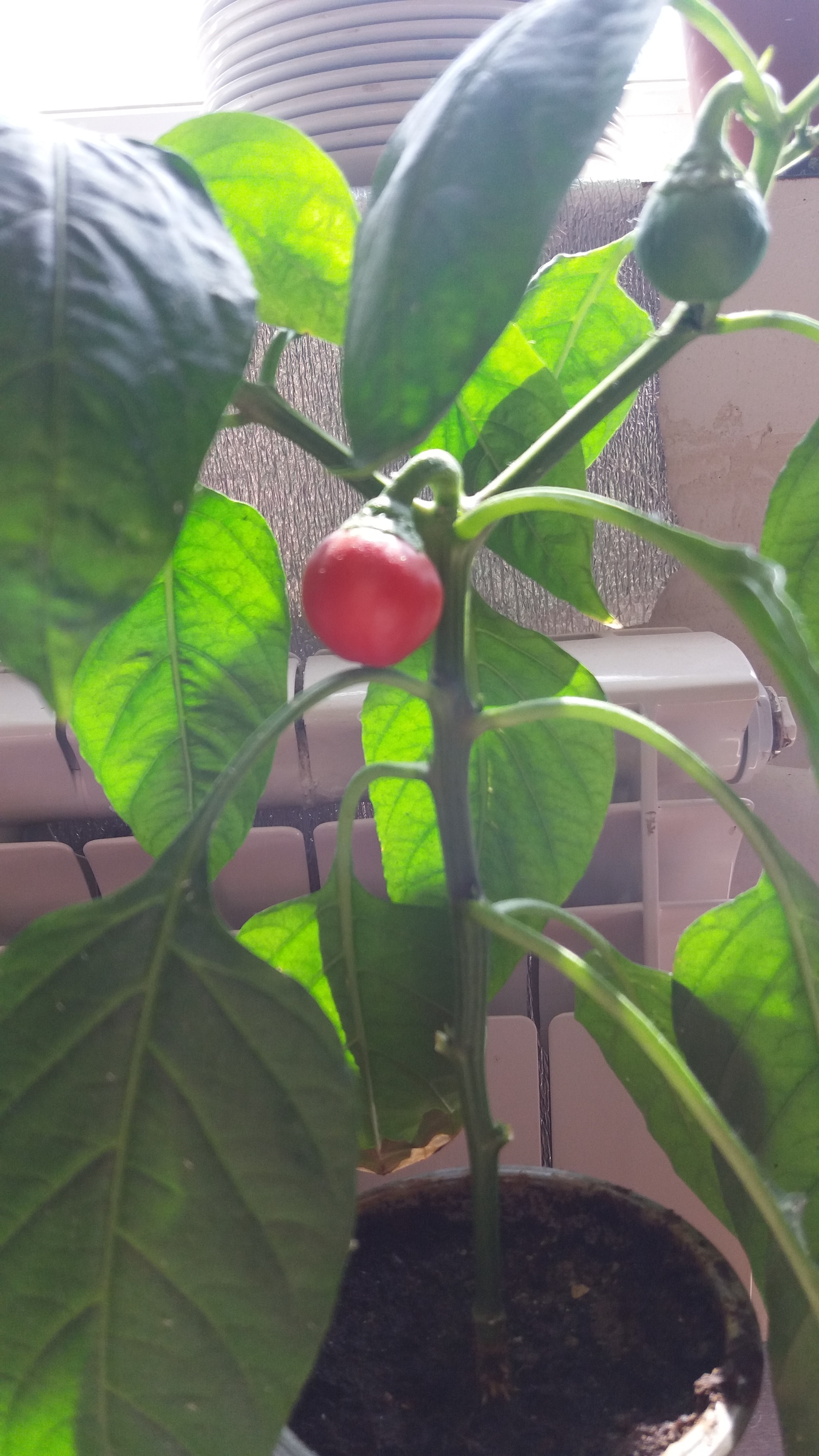 First crop of peppers - My, Pepper farming, Hot peppers, Longpost