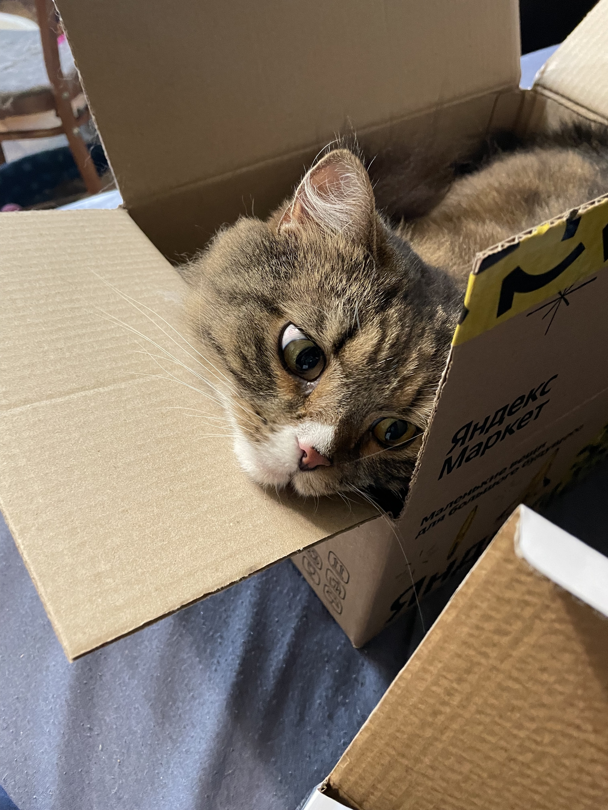 Kitten in a box - My, cat, Milota, Longpost