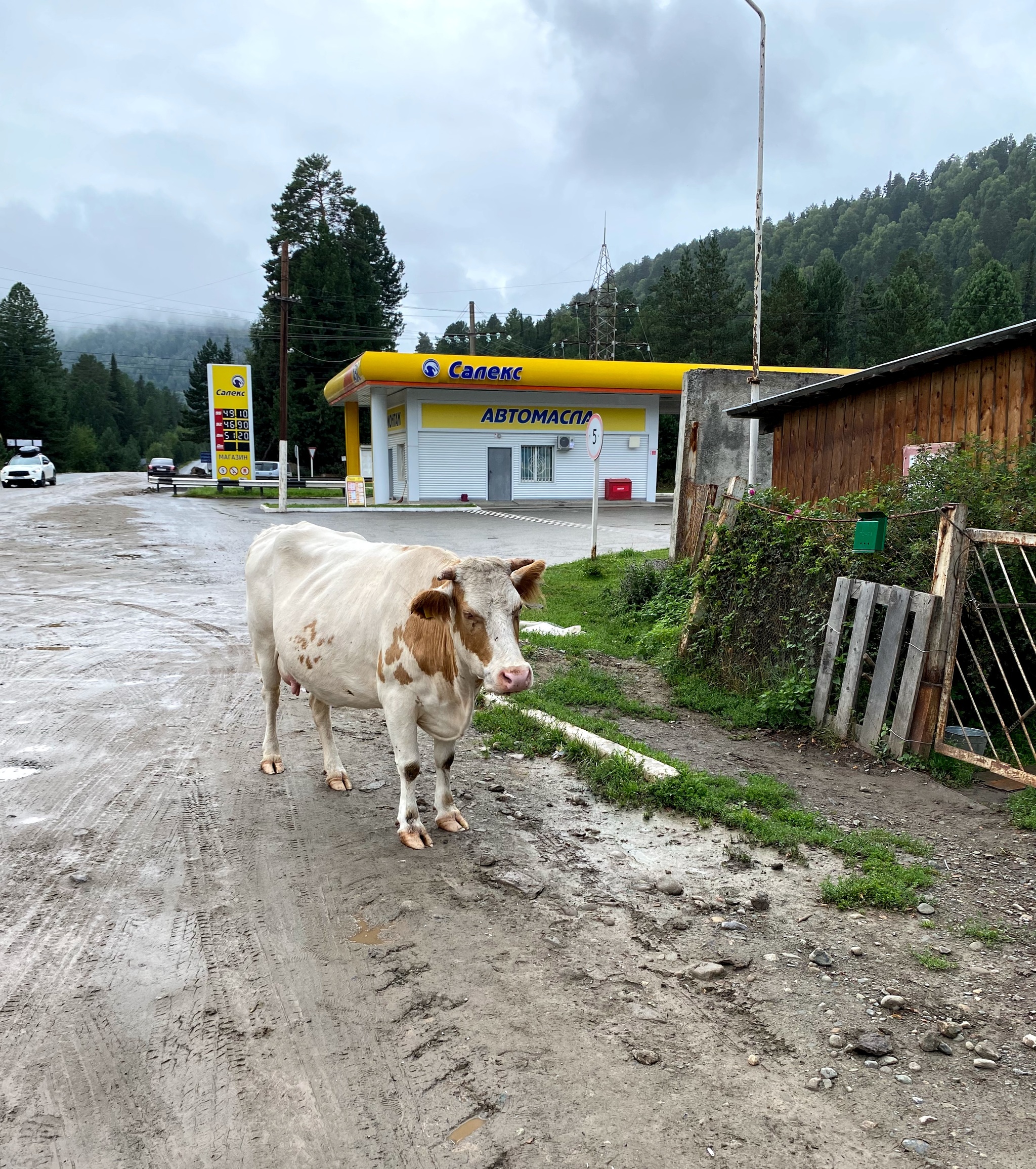 Altai Republic. Artybash. Rustic flavor - My, Cow, Mountain Altai, Village, Longpost, Altai Republic