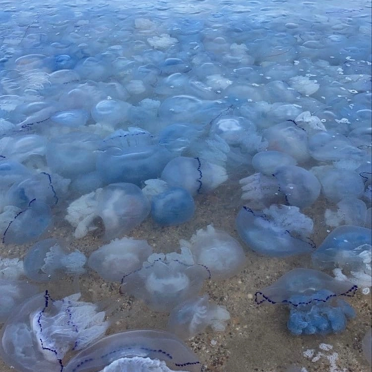 About rest in Crimea - My, Text, The photo, Crimea, Relaxation, Longpost, Jellyfish