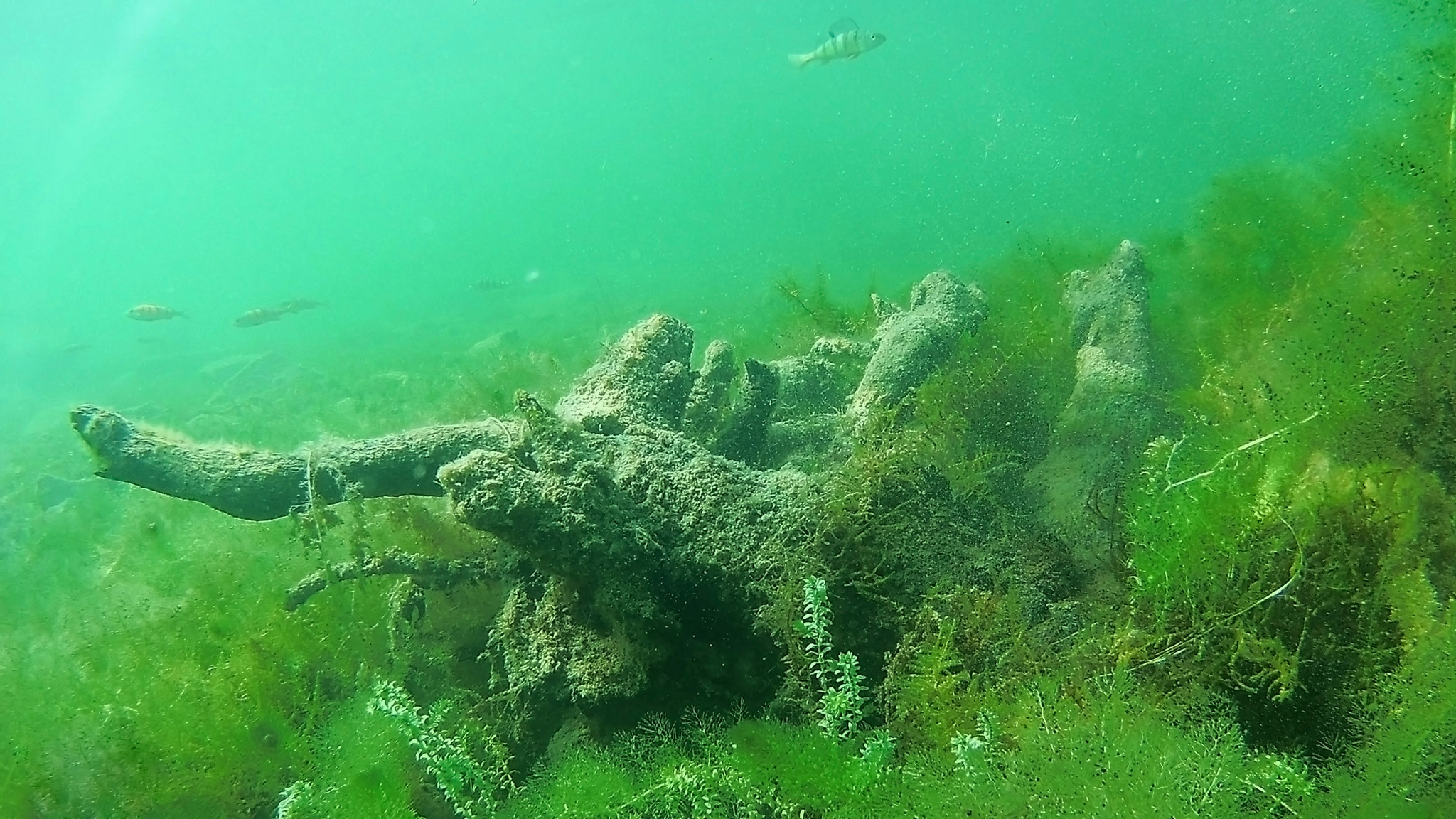 Uvilds - My, The photo, Uvilds, Tourism, Under the water, Longpost, Underwater photography, Southern Urals