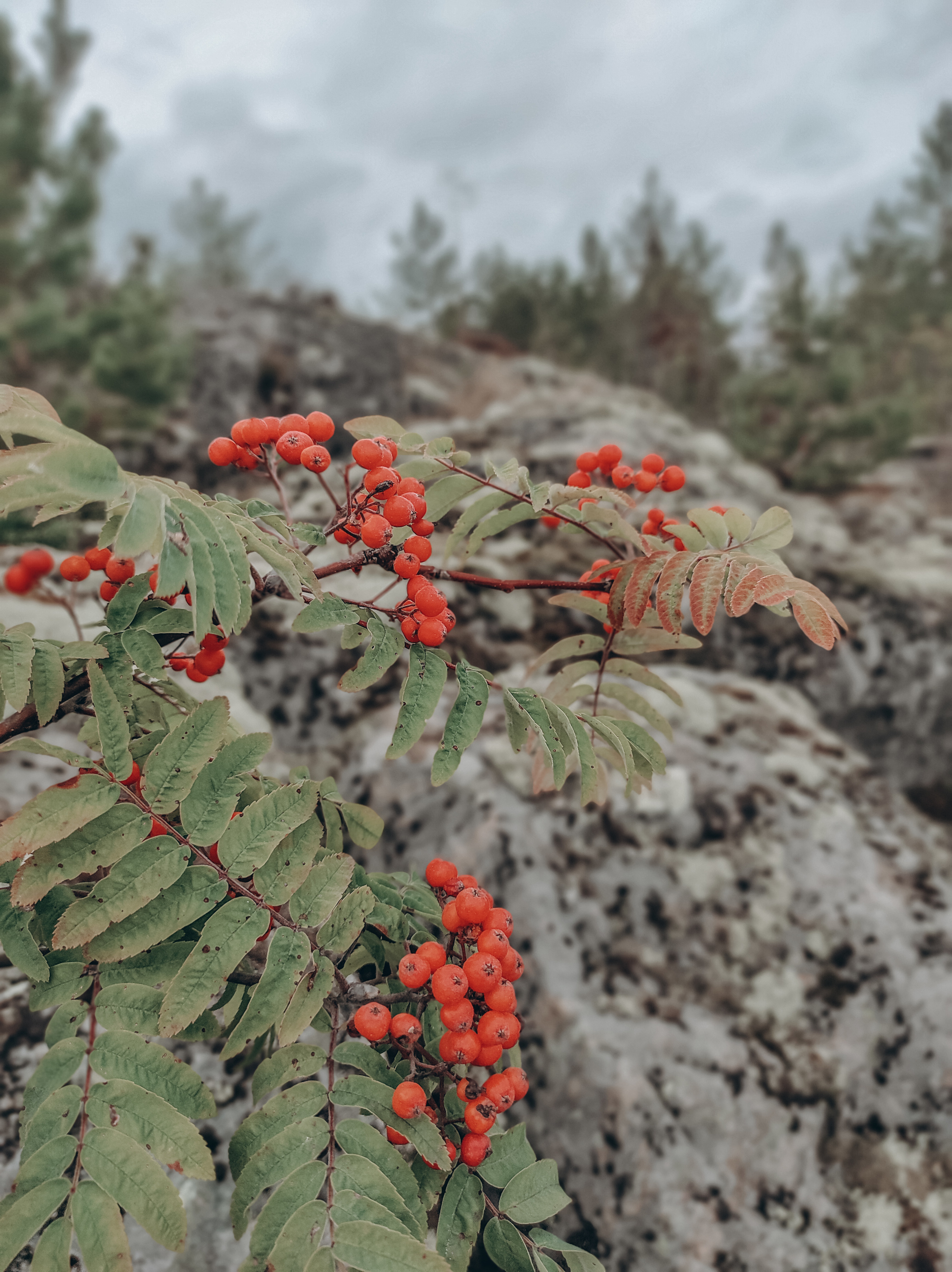 We are in Karelia - My, Карелия, Nature, Russia, Longpost, Video