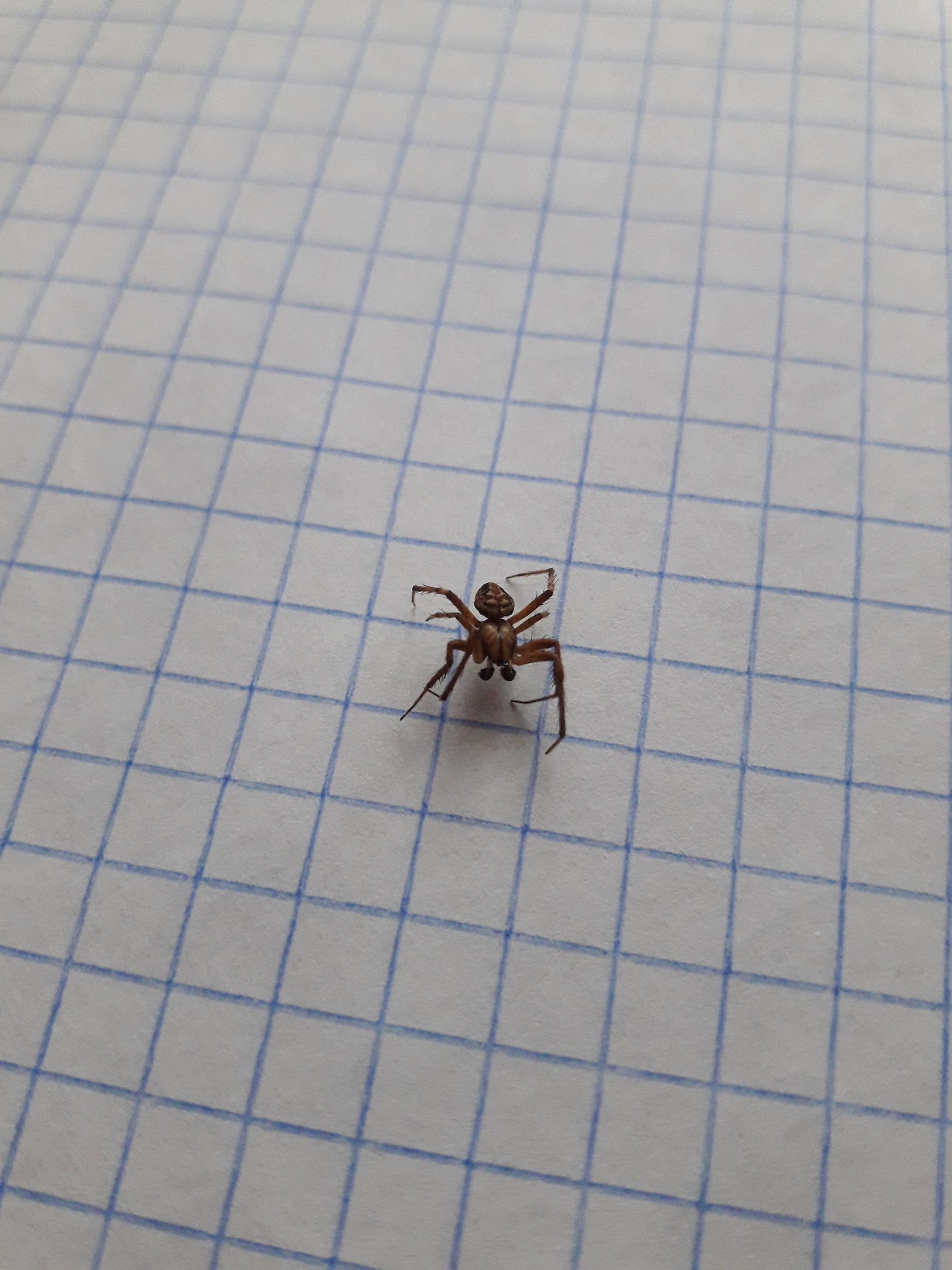 What kind of spider is it? - My, Spider, Determinant, Biology, Arachnology