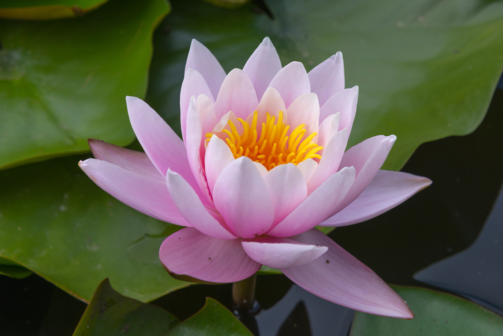 On the lake - My, Lake, Beshtau, Water lily, The nature of Russia, Caucasian Mineral Waters, Longpost