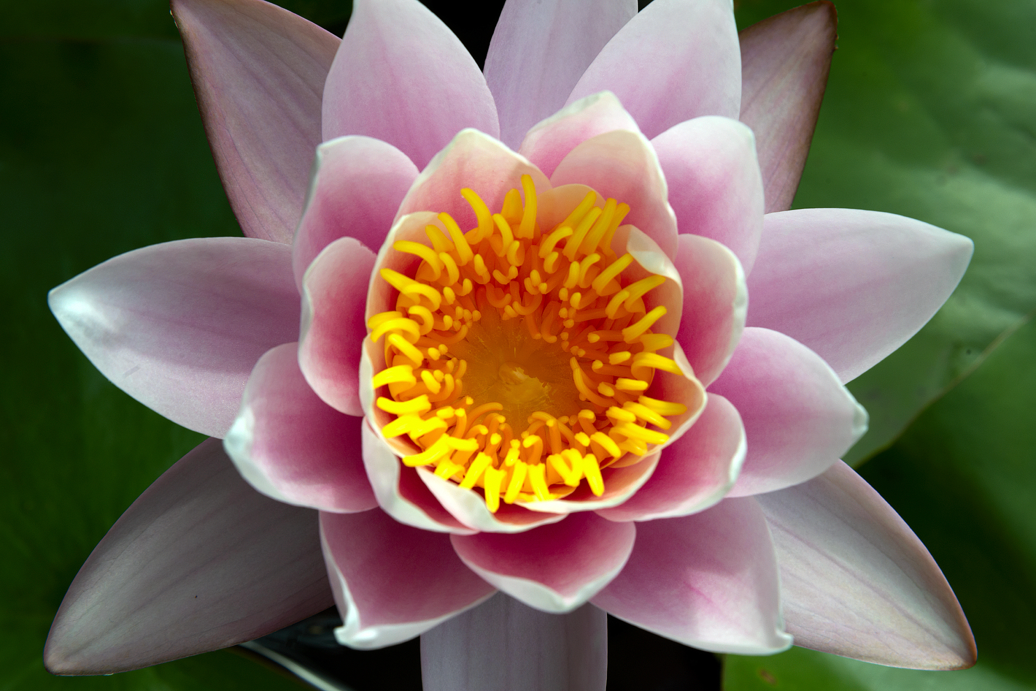 On the lake - My, Lake, Beshtau, Water lily, The nature of Russia, Caucasian Mineral Waters, Longpost