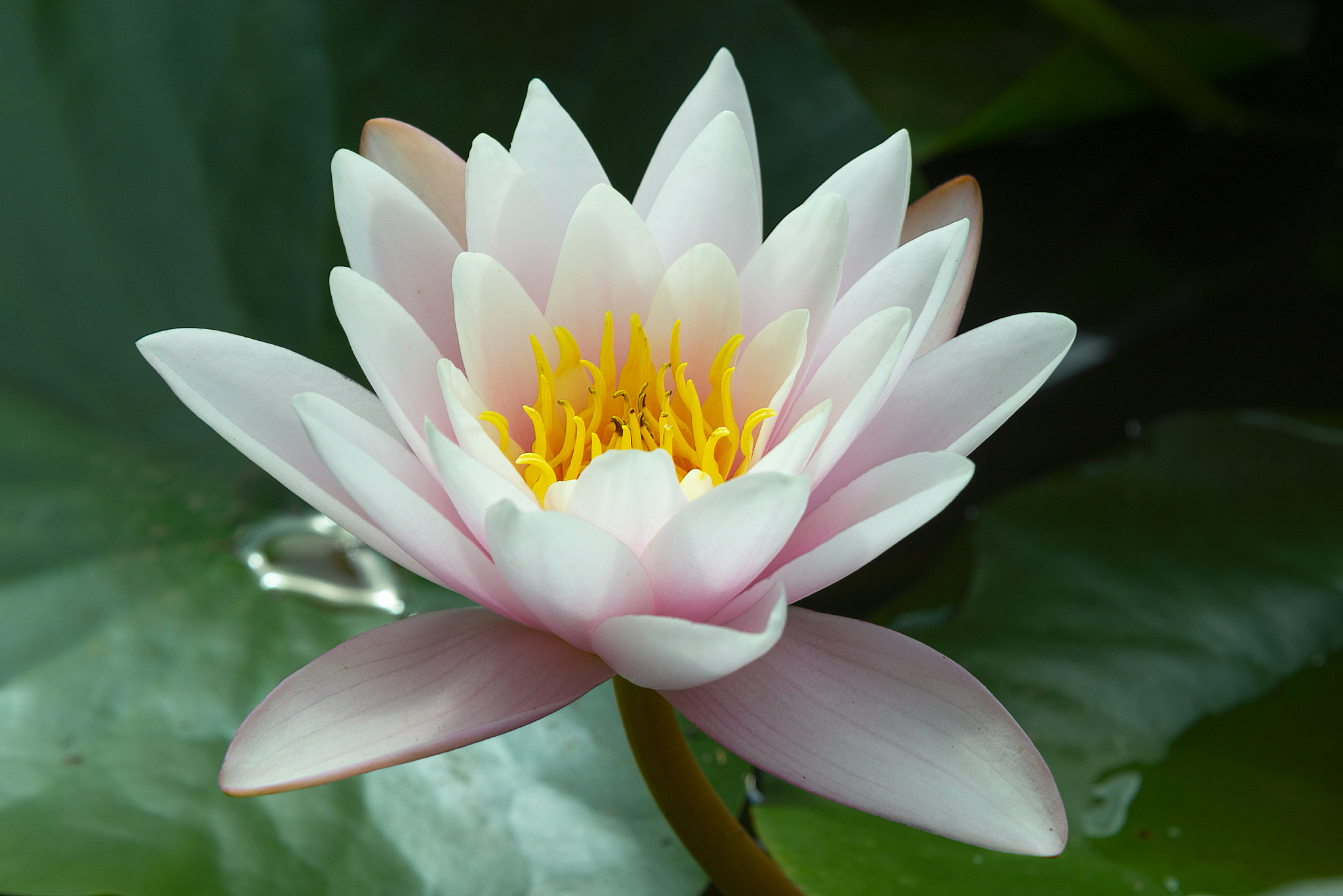 On the lake - My, Lake, Beshtau, Water lily, The nature of Russia, Caucasian Mineral Waters, Longpost