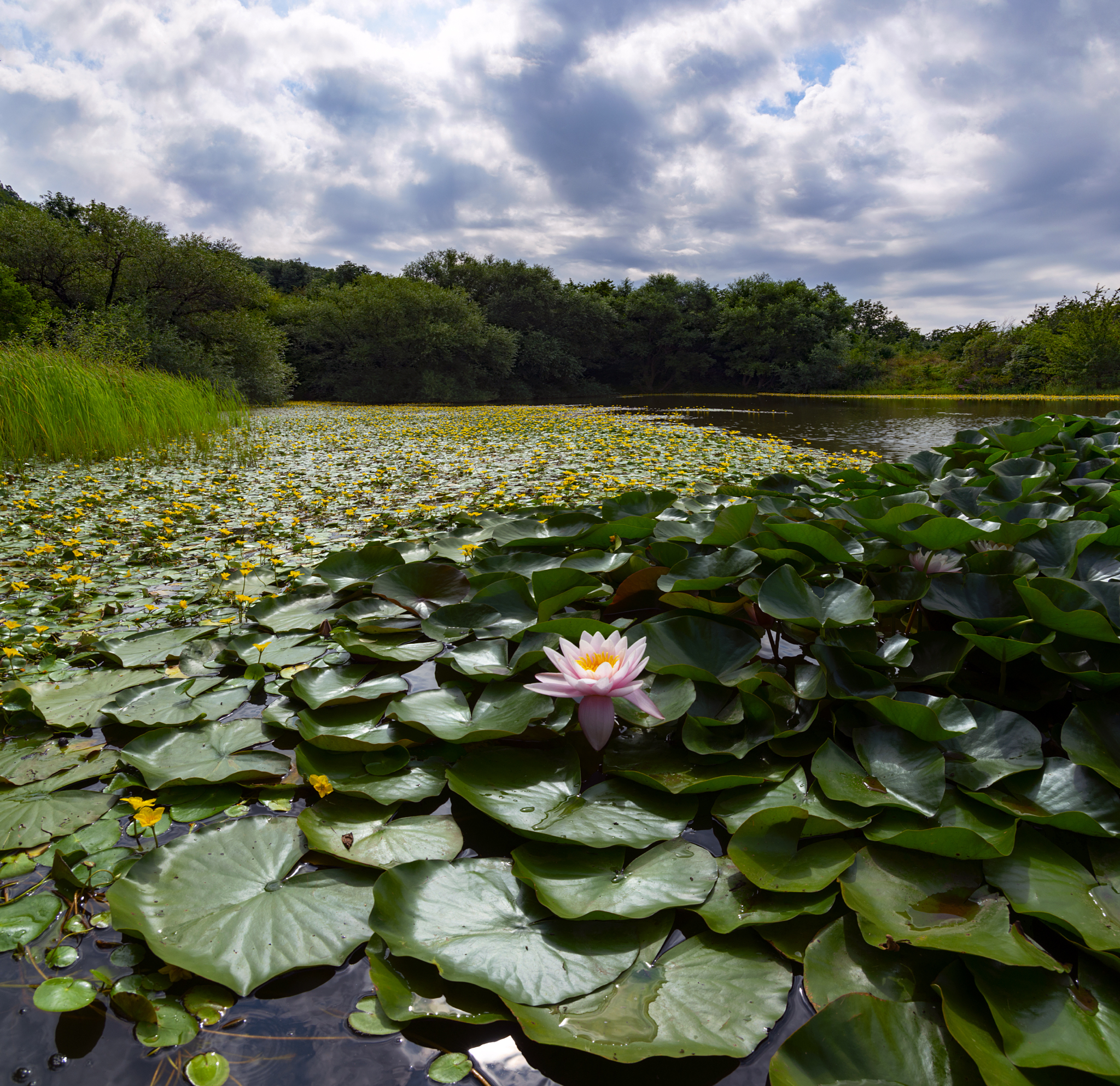 On the lake - My, Lake, Beshtau, Water lily, The nature of Russia, Caucasian Mineral Waters, Longpost