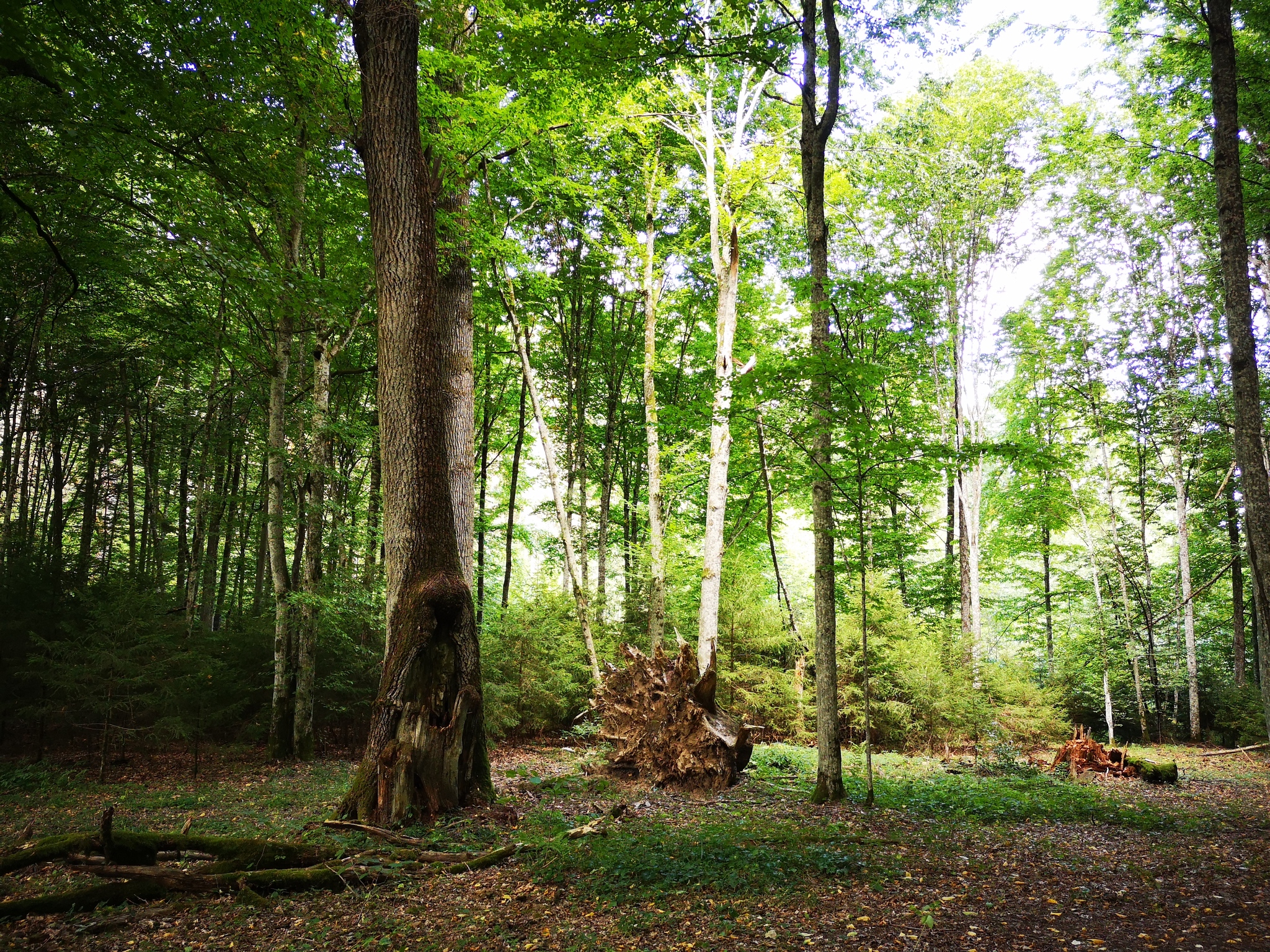 Zhirovichi and the forest around - My, Republic of Belarus, Monastery, Forest, Longpost