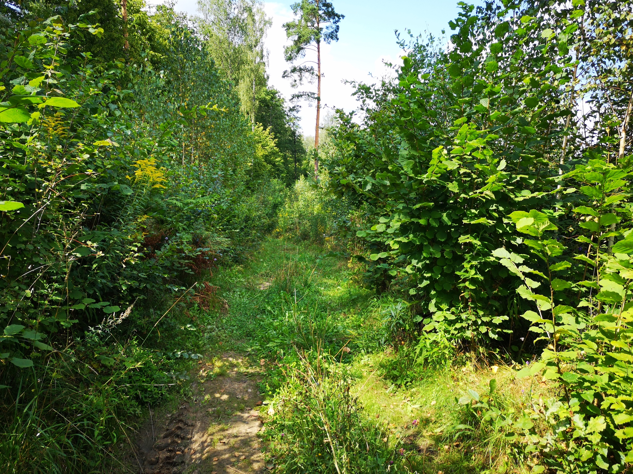 Zhirovichi and the forest around - My, Republic of Belarus, Monastery, Forest, Longpost