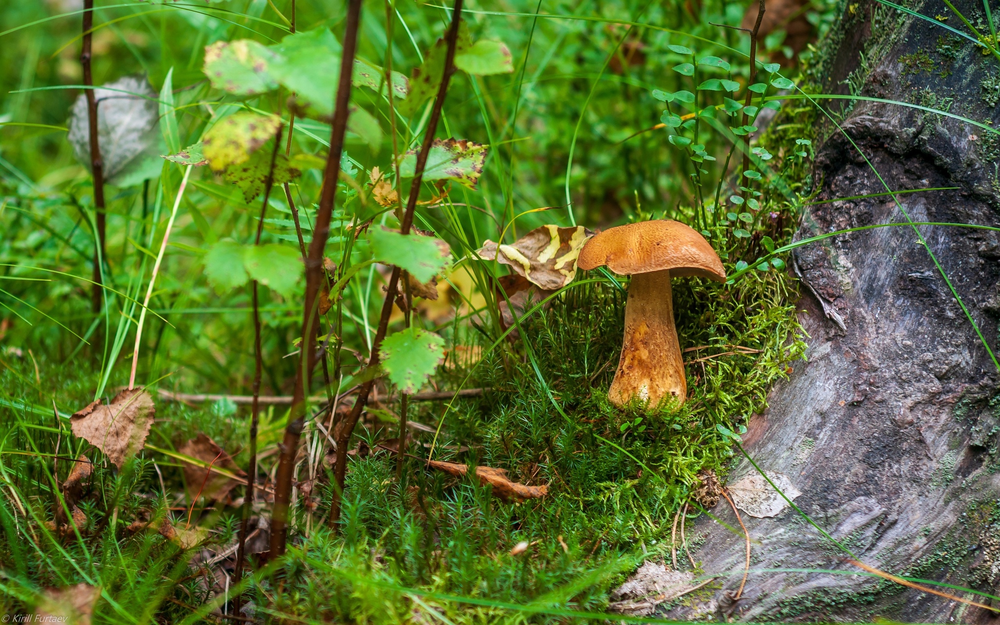 Berries - mushrooms, moss and lichen - My, The photo, Berries, Mushrooms, Nature, Longpost