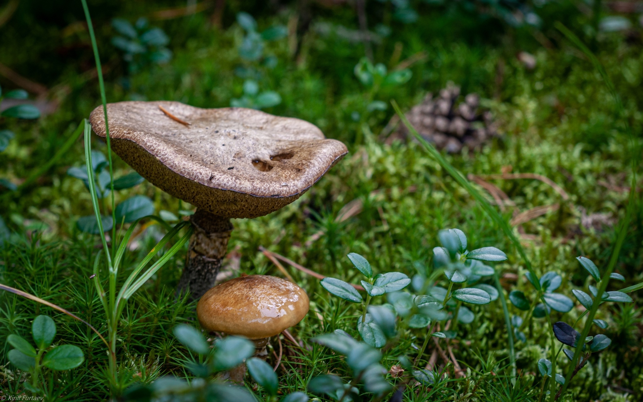 Berries - mushrooms, moss and lichen - My, The photo, Berries, Mushrooms, Nature, Longpost