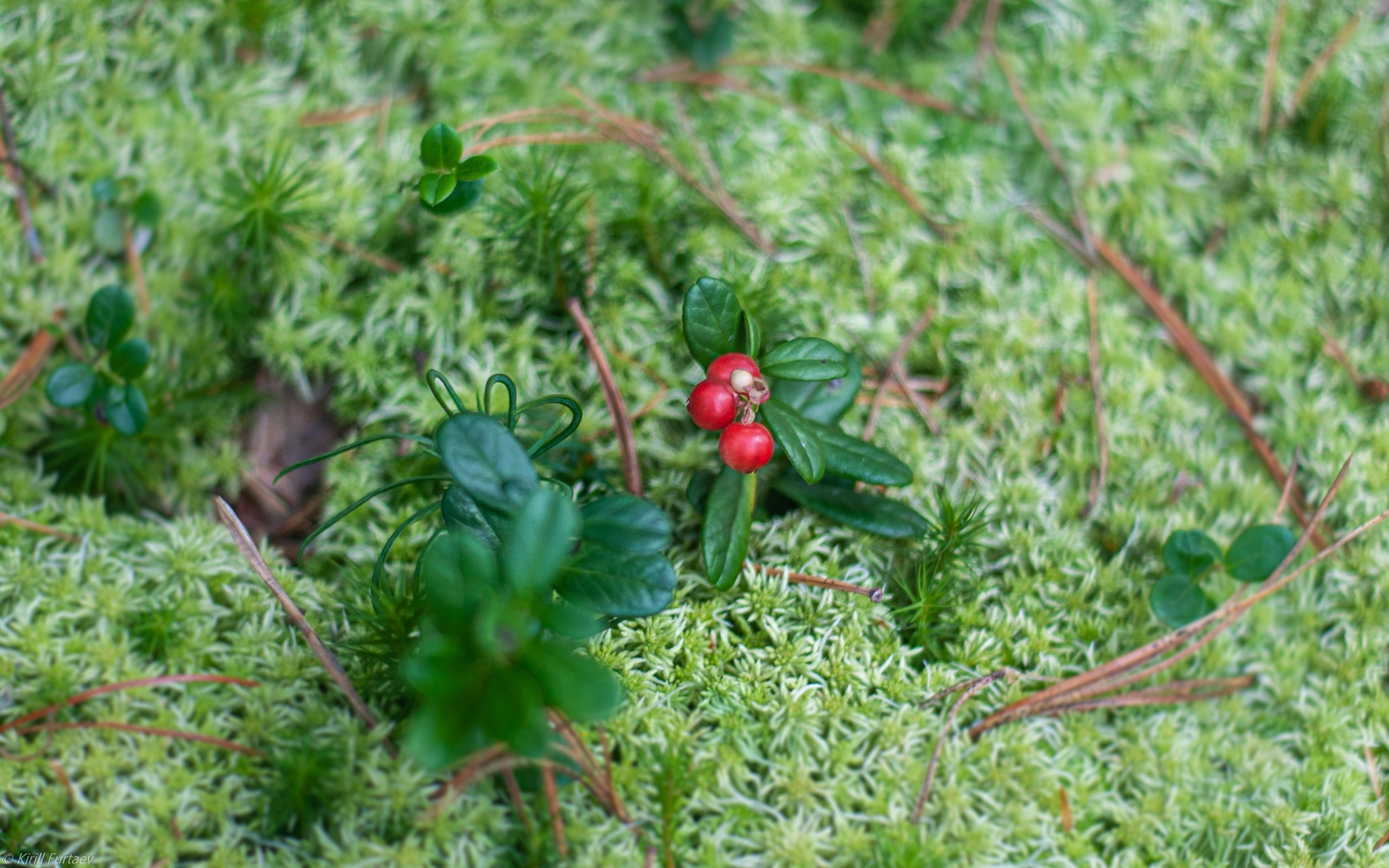 Berries - mushrooms, moss and lichen - My, The photo, Berries, Mushrooms, Nature, Longpost