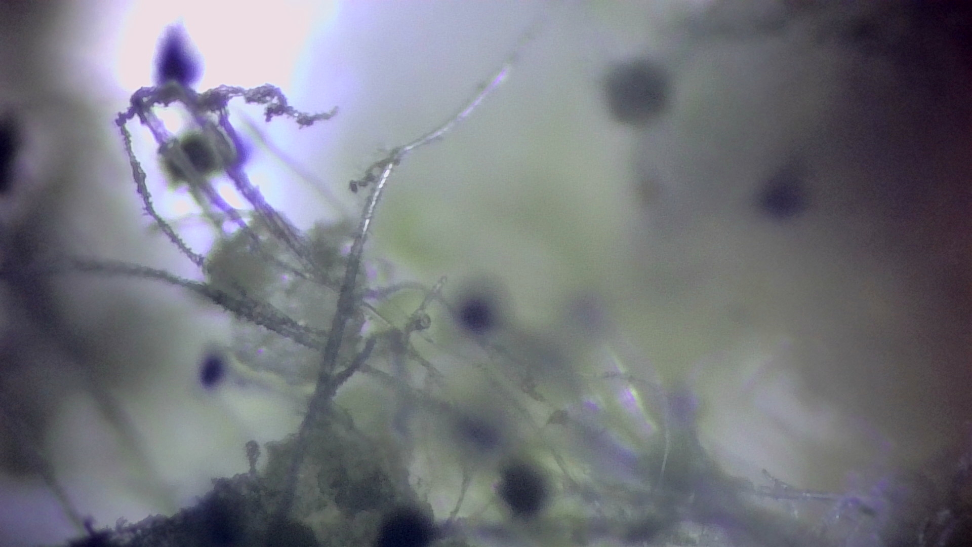 Life under the microscope. - My, Microscope, The science, Mold, Bread, Increase, Video, Longpost