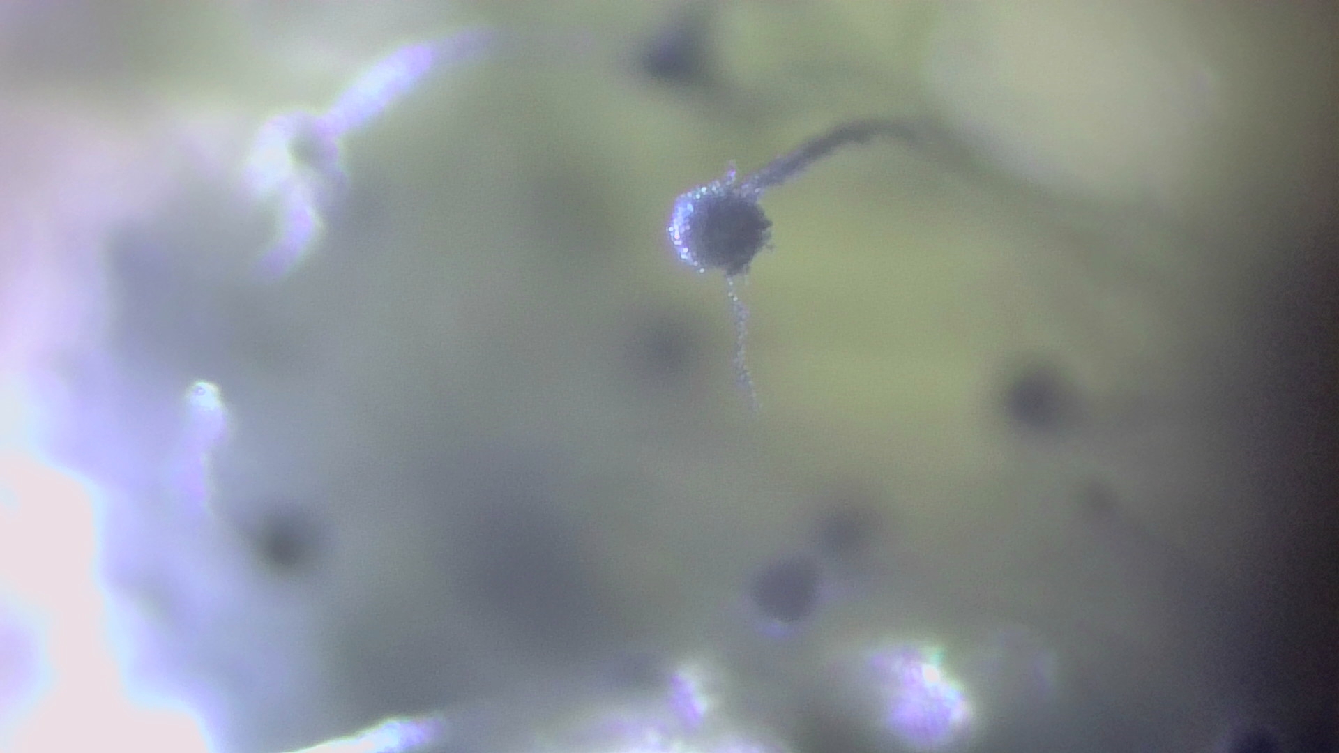 Life under the microscope. - My, Microscope, The science, Mold, Bread, Increase, Video, Longpost